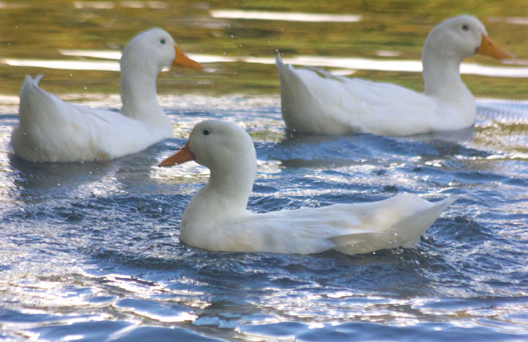 PHOTOS: Duck, duck, goose