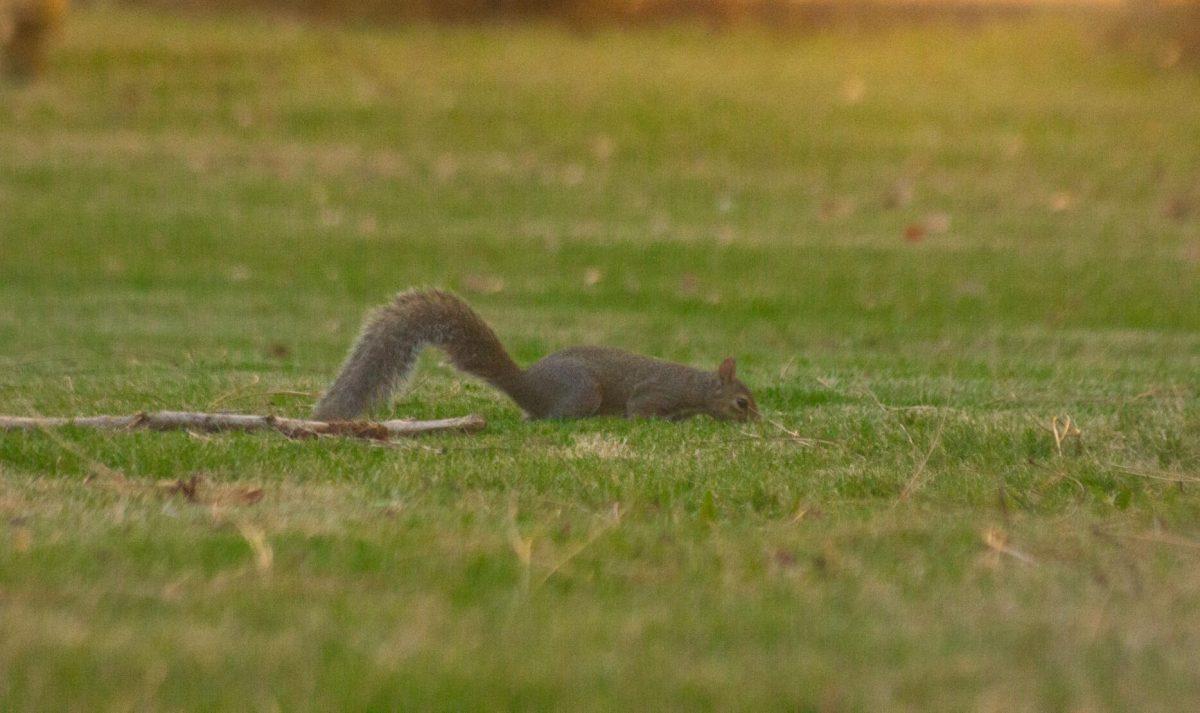 The squirrel sniffs the green grass on Wednesday, Sept. 28, 2022, near the LSU Library in Baton Rouge, La.