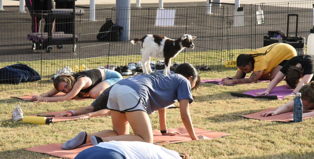 A goat stands on a student's back on Wednesday, Oct. 12, 2022, during goat yoga at LSU&#8217;s UREC in Baton Rouge, La.