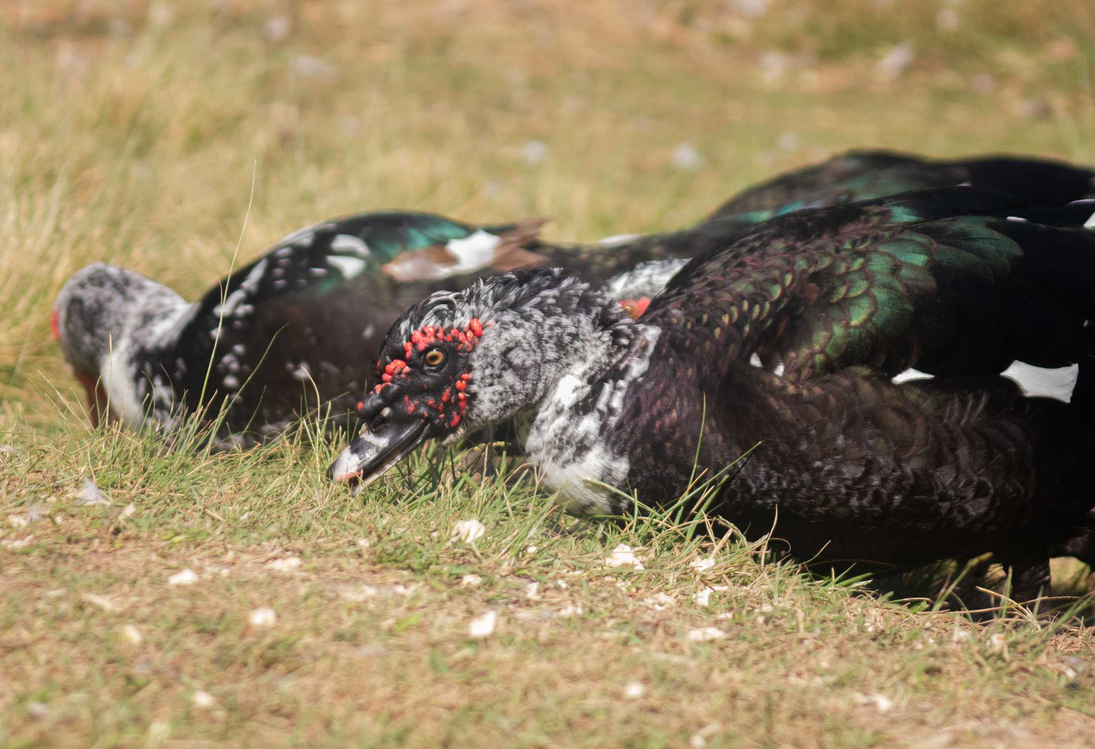 PHOTOS: Duck, duck, goose