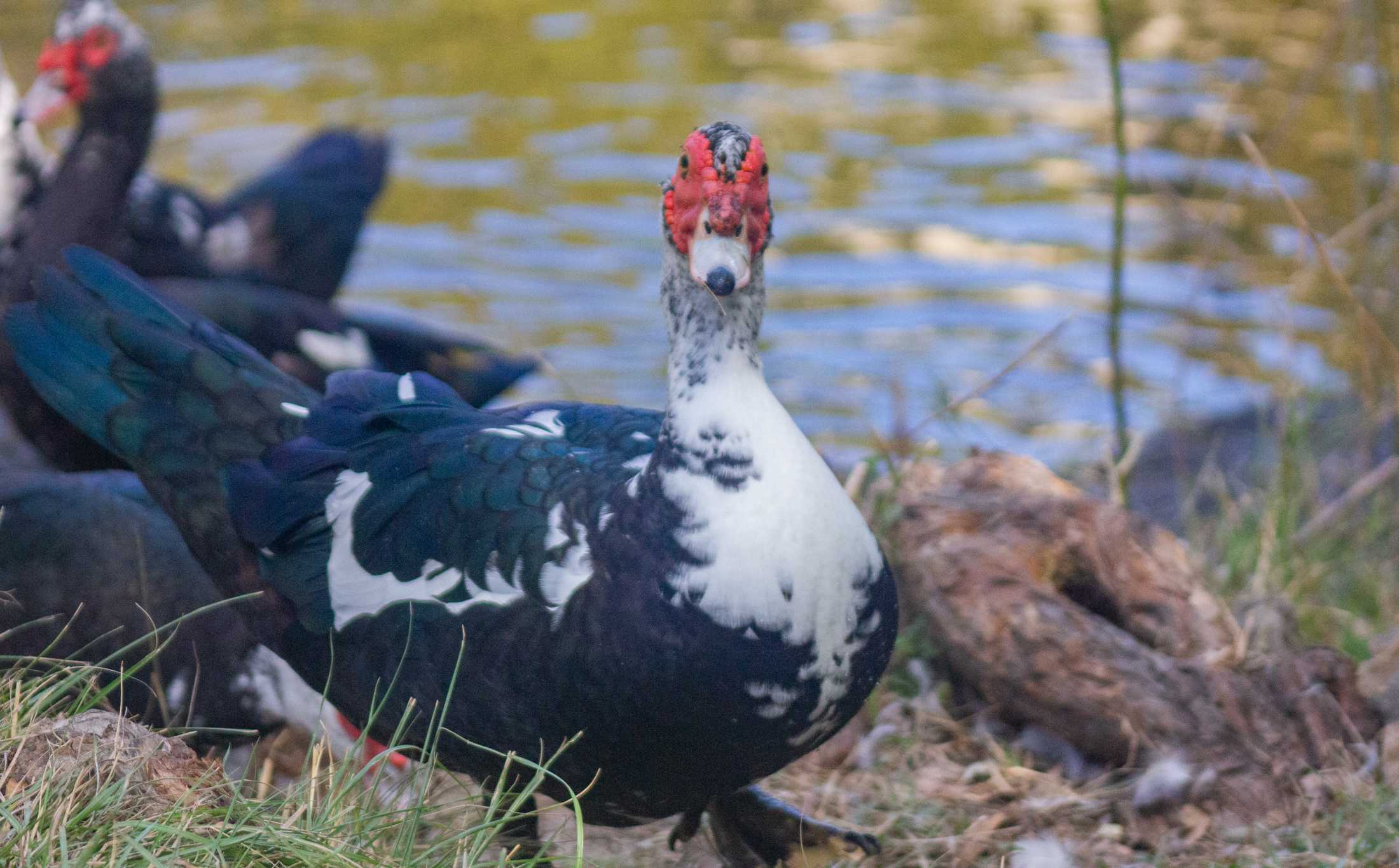 PHOTOS: Duck, duck, goose