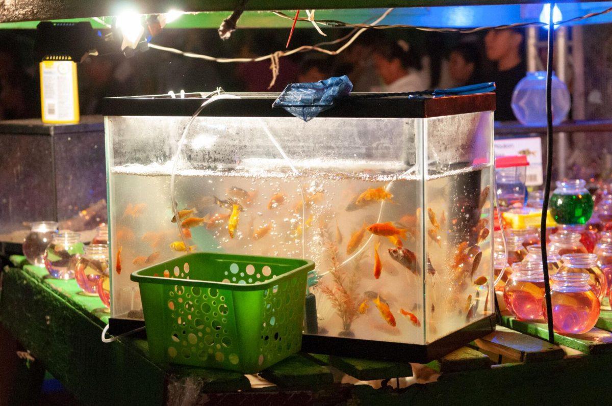 Gold fish swim around a water tank at the Greater Baton Rouge State Fair on Sunday, Oct. 30, 2022, at the Lamar Dixon Expo Center in Gonzales, La.