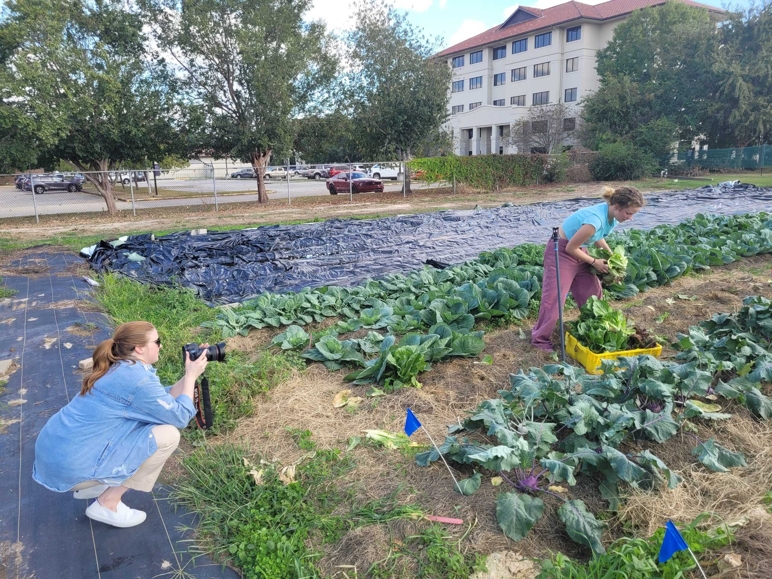 LSU horticulture students grow fresh vegetables in class to donate to the LSU Food Pantry