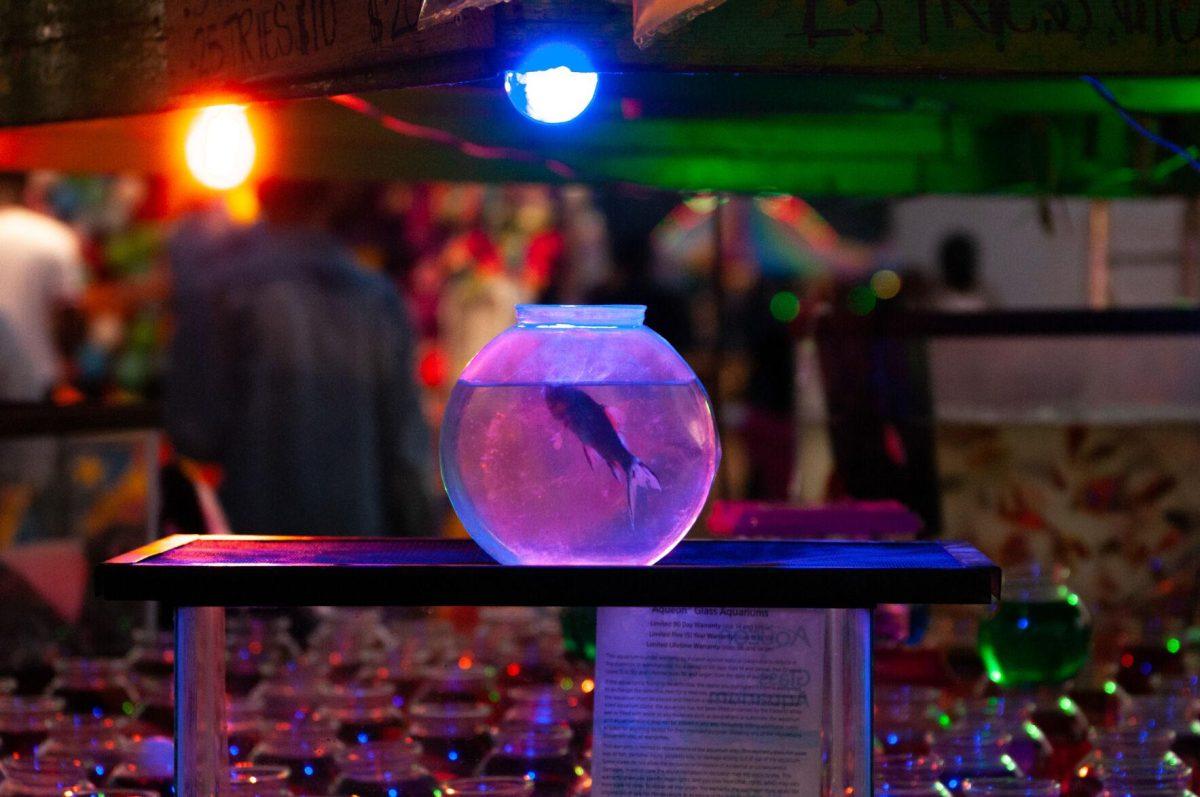 A prize fish on display swims towards a blue light at the Greater Baton Rouge State Fair on Sunday, Oct. 30, 2022, at the Lamar Dixon Expo Center in Gonzales, La.