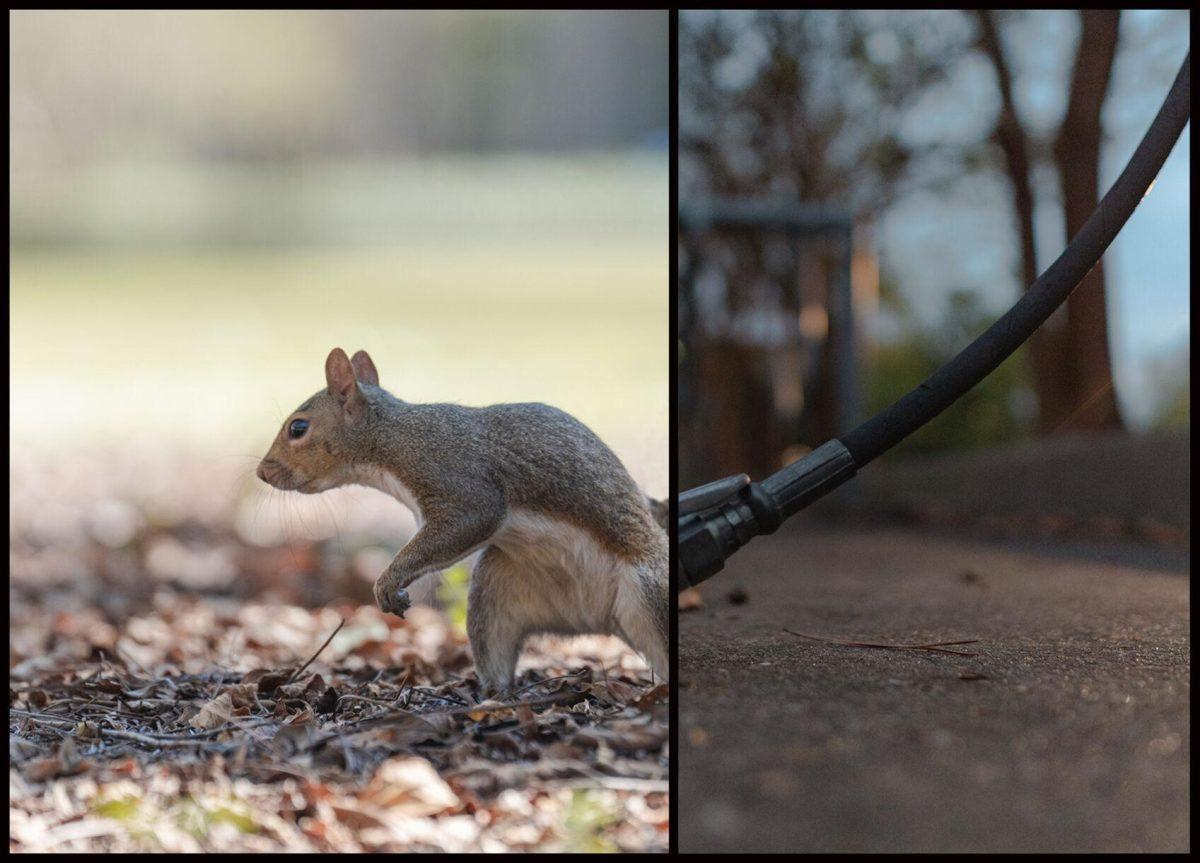 A tire pump hose on Field House Drive becomes the new tail of a squirrel in the LSU Quad.