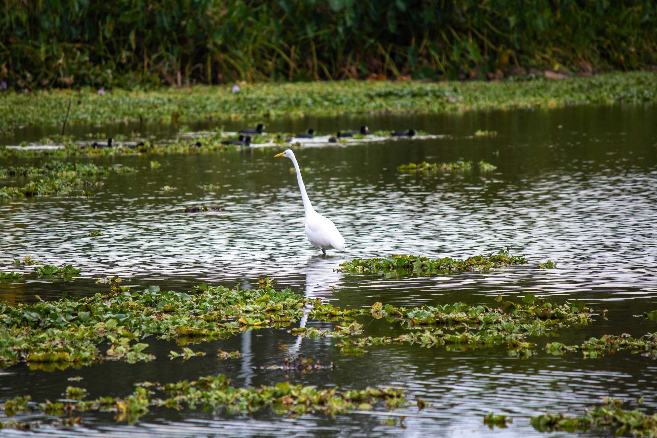 Lack of rain and low Mississippi River water levels could negatively impact Louisiana seafood industry