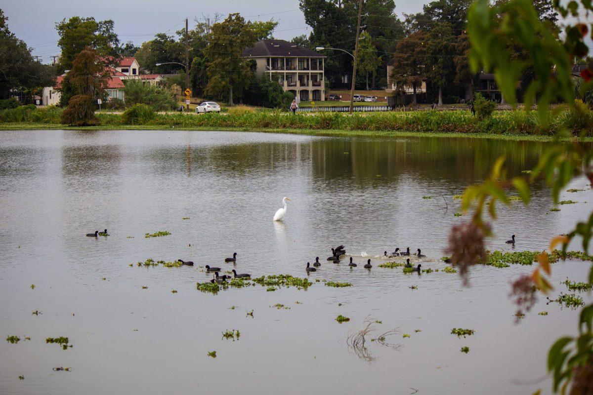 Wildlife enjoy the water Friday, Oct. 28, 2022, at the LSU Lakes.