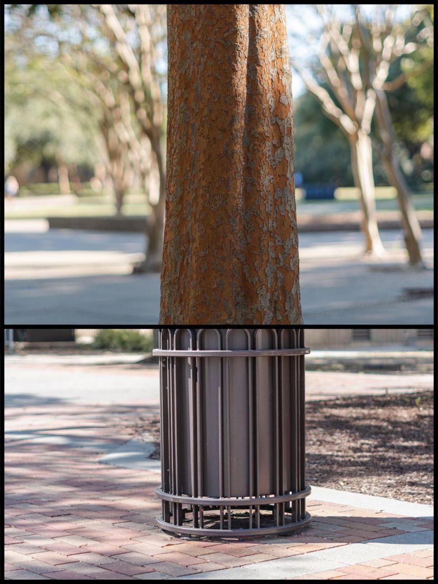 A tree trunk in the LSU Quad seemingly grows out of a garbage can near the Bernie Moore Track Stadium in Baton Rouge, La.