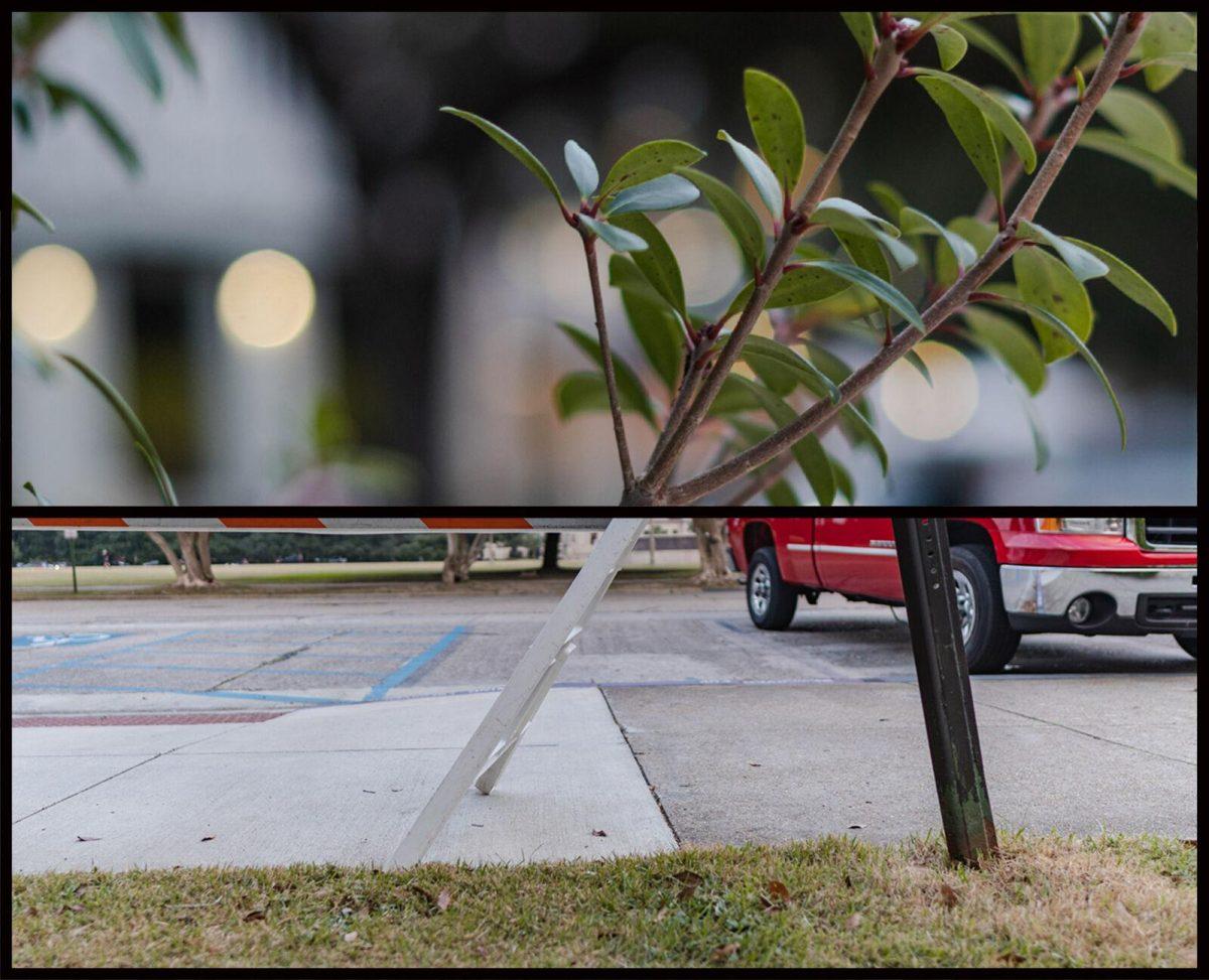 A stem of a bush on North Stadium Drive seemingly sprouts from a barricade leg on Tower Drive in Baton Rouge, La.