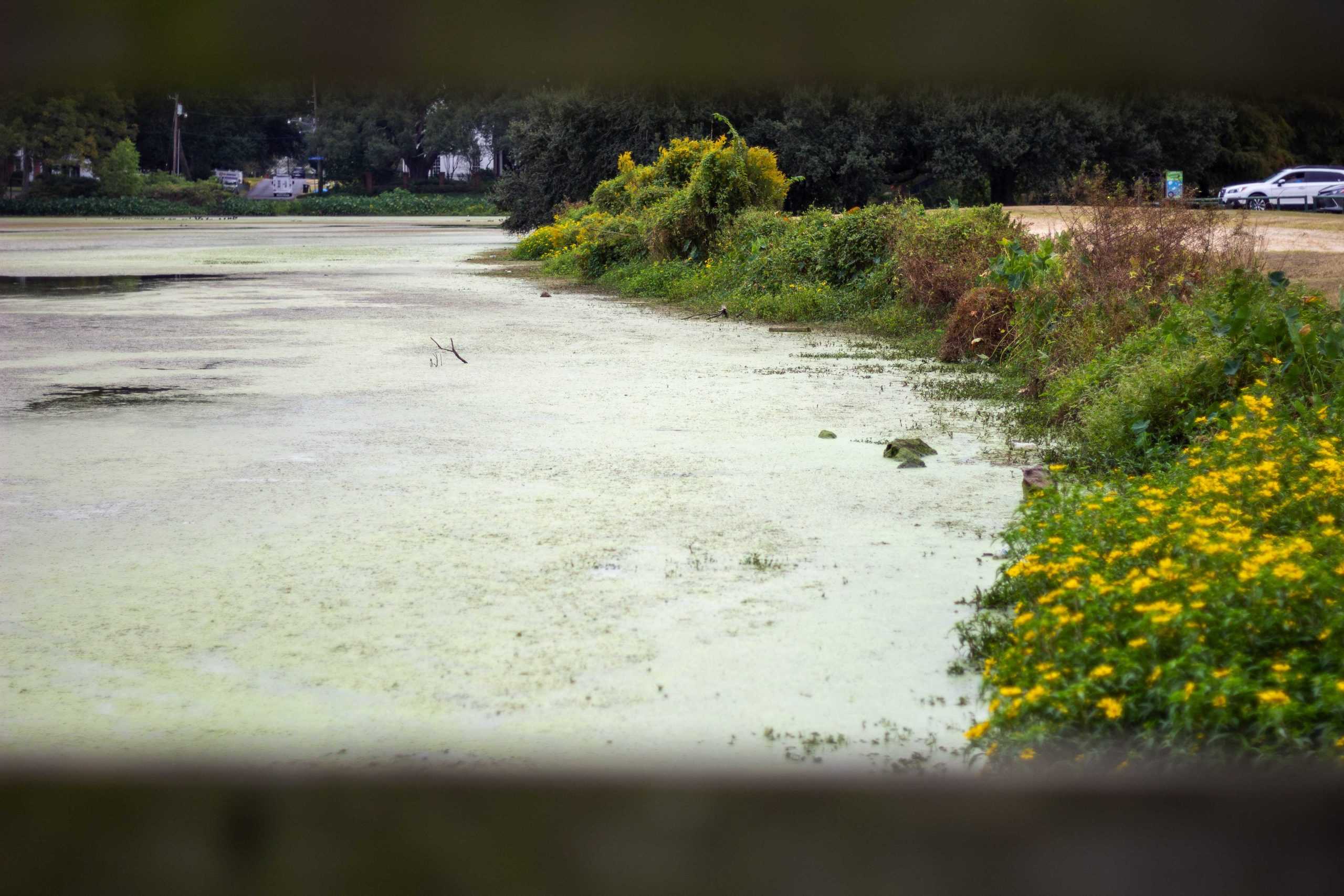 Lack of rain and low Mississippi River water levels could negatively impact Louisiana seafood industry