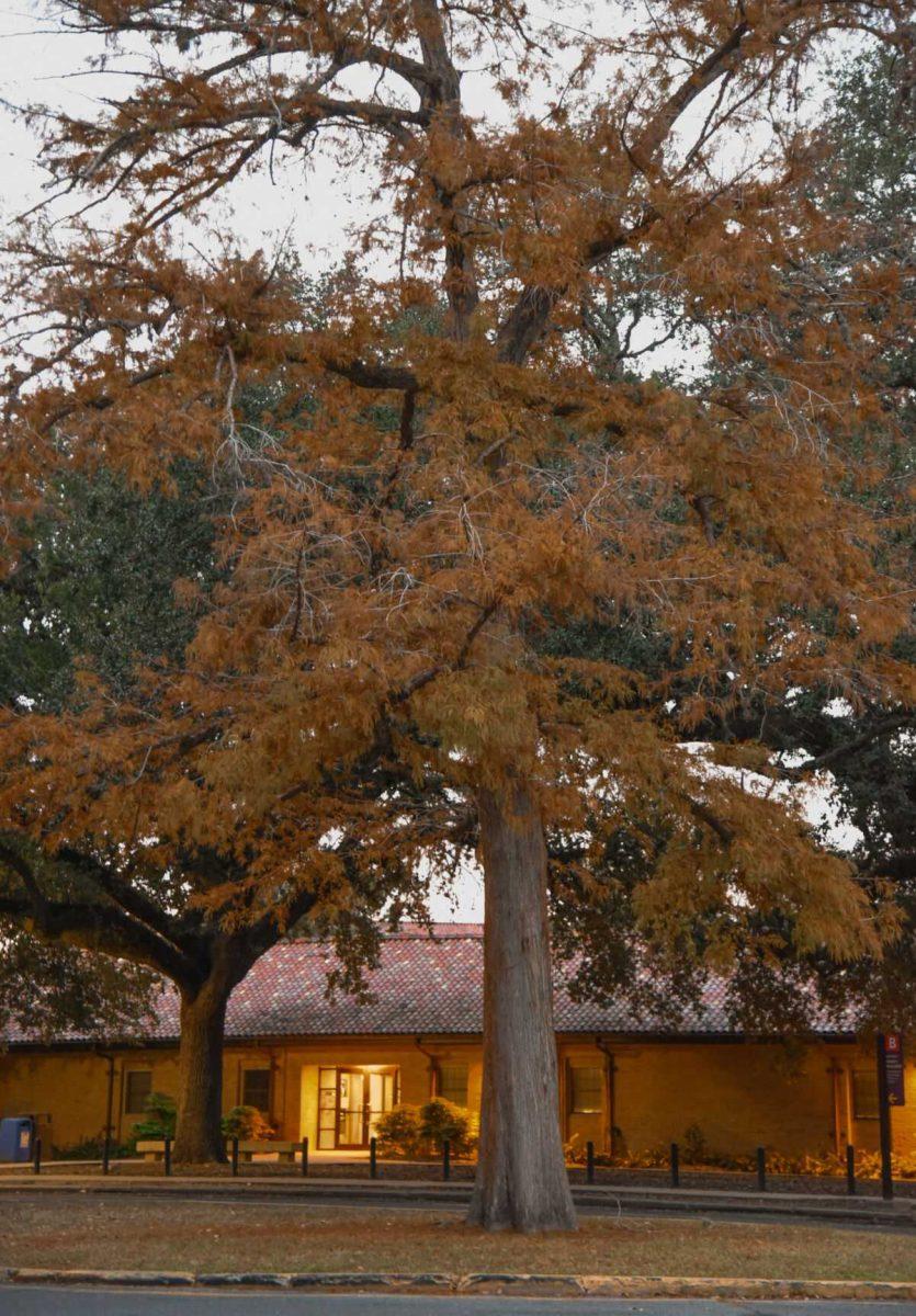 A tree sits on Tuesday, Nov. 22, 2022, on Dalrymple street in Baton Rouge, La.