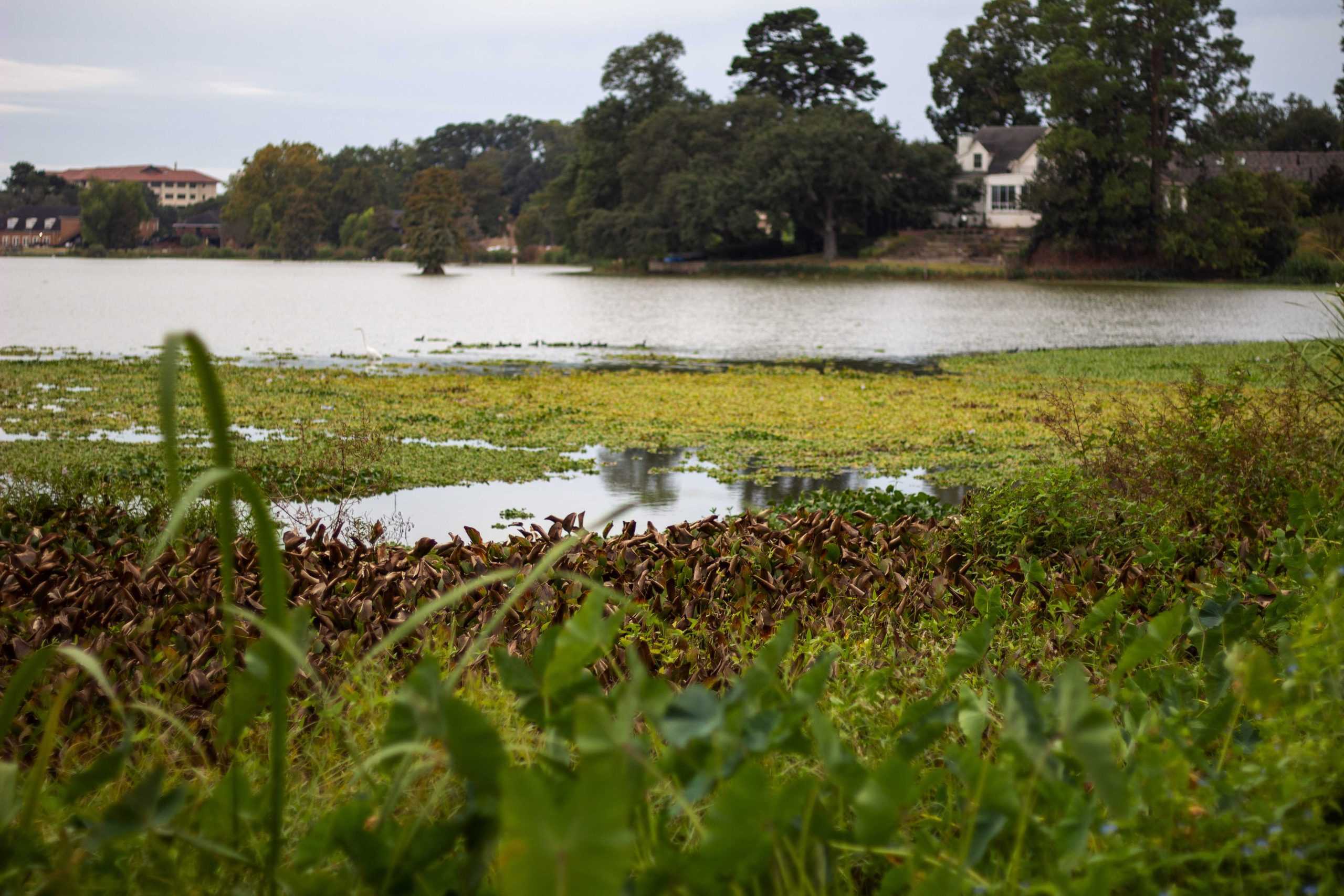 Lack of rain and low Mississippi River water levels could negatively impact Louisiana seafood industry