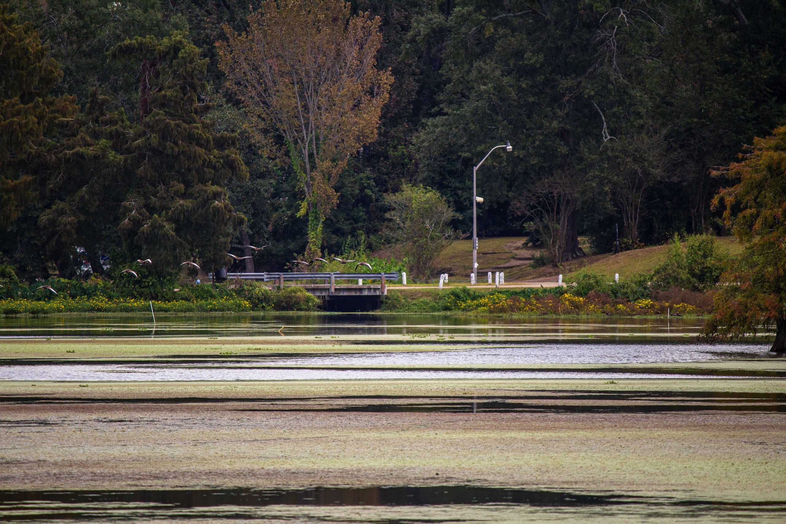 Lack of rain and low Mississippi River water levels could negatively impact Louisiana seafood industry