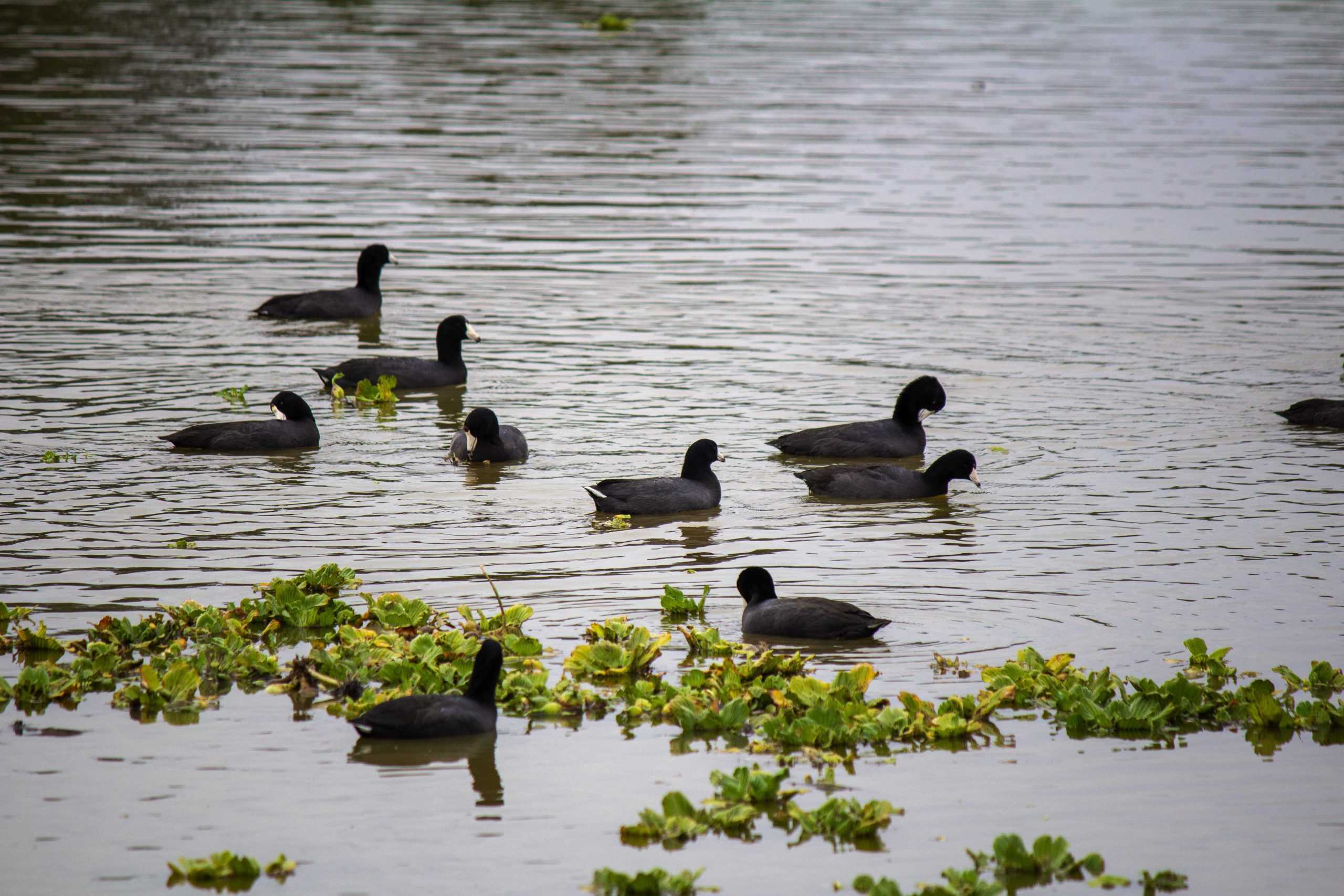 Lack of rain and low Mississippi River water levels could negatively impact Louisiana seafood industry