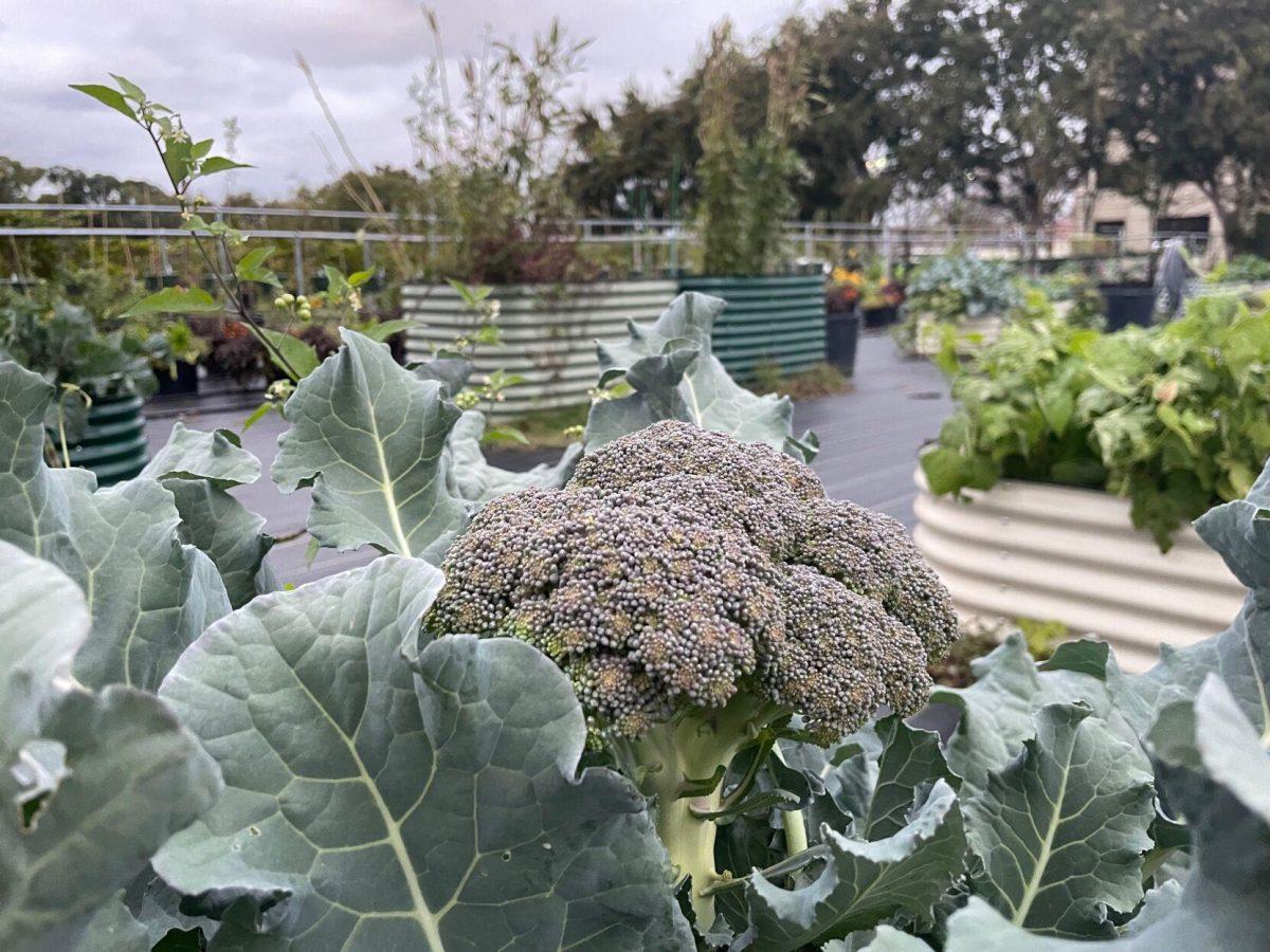 A head of broccoli readies for harvest at the Community Garden on Tuesday, Nov. 15, 2022.