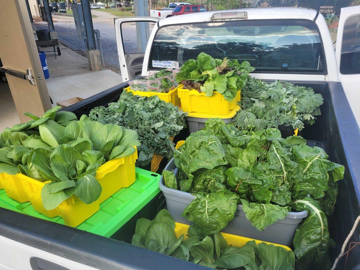 Lettuce grown at the Hill Farm is packed for transport to the LSU Food Bank.