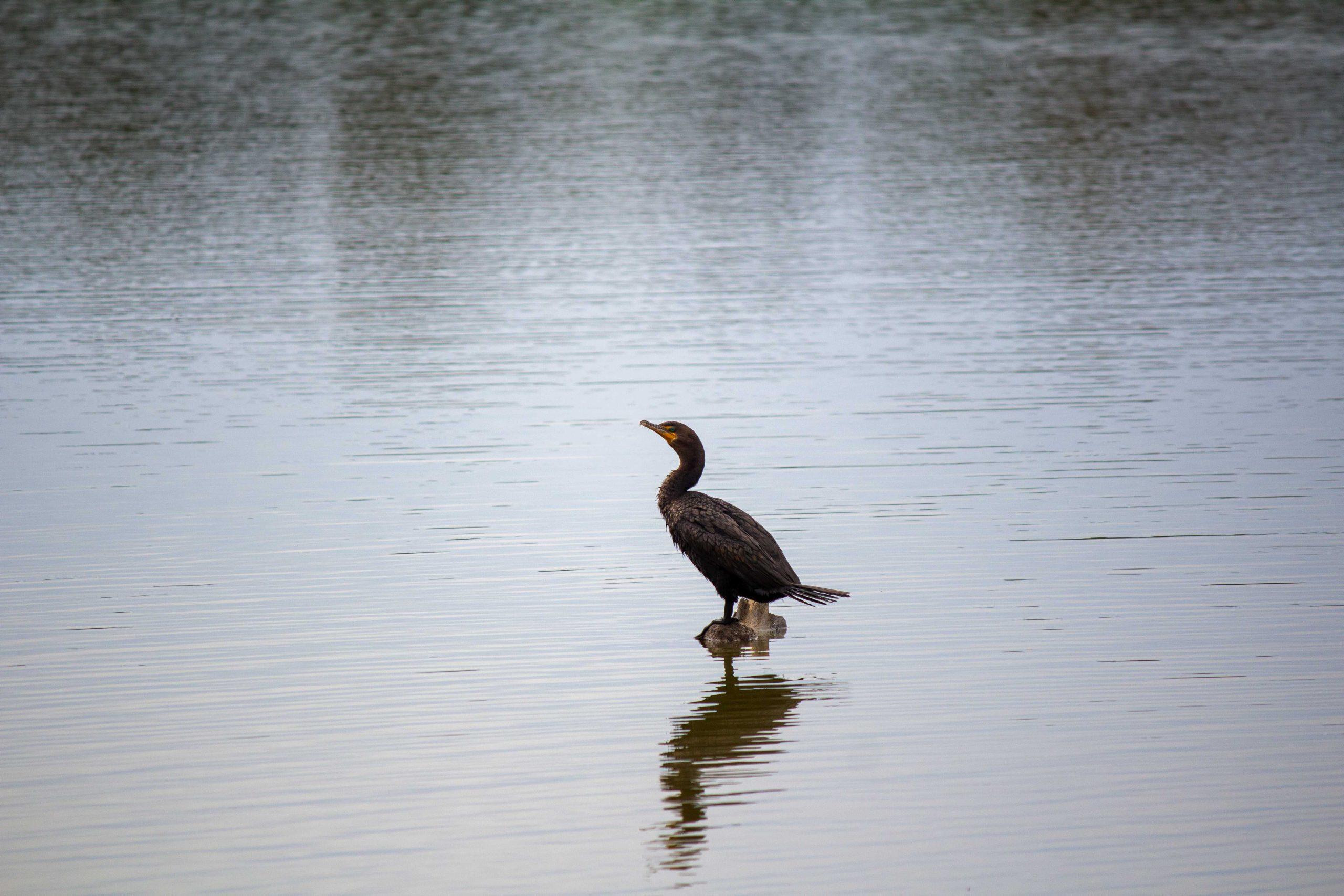 Lack of rain and low Mississippi River water levels could negatively impact Louisiana seafood industry