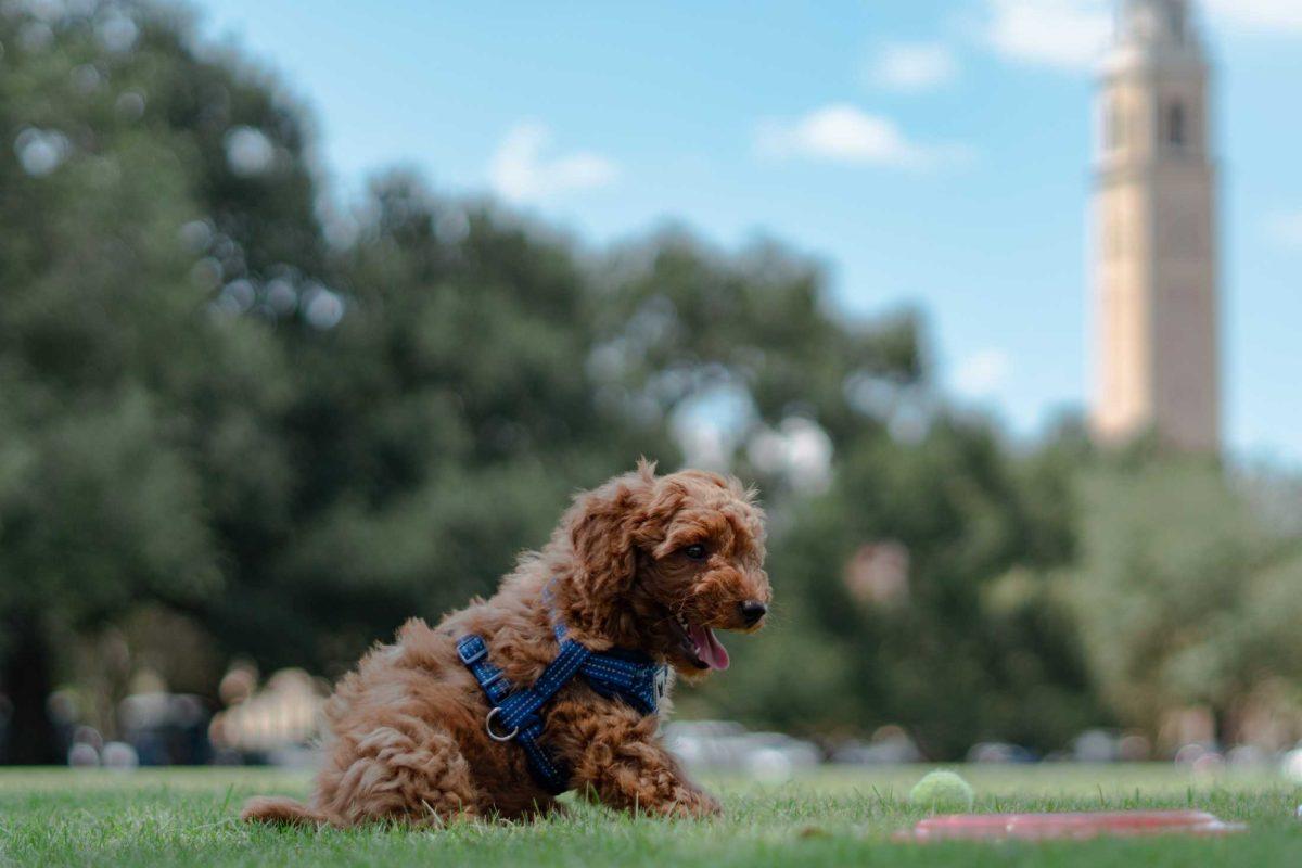 Cooper the dog looks at his toys on Friday, Sept. 9, 2022, on the Parade Ground on Highland Road in Baton Rouge, La.