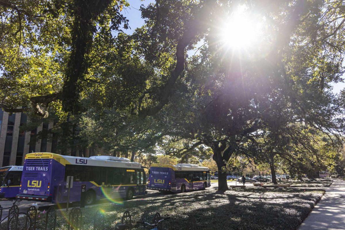 Oak trees line field house drive Thursday, Dec. 1, 2022, on Field House Drive.