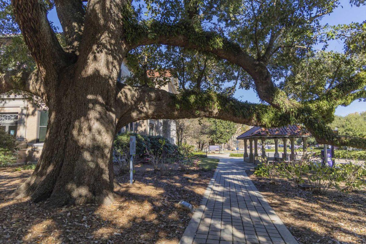 A oak tree frames the view of a pathway leading to the Journalism Building Thursday, Dec. 1, 2022, on Field House Drive.