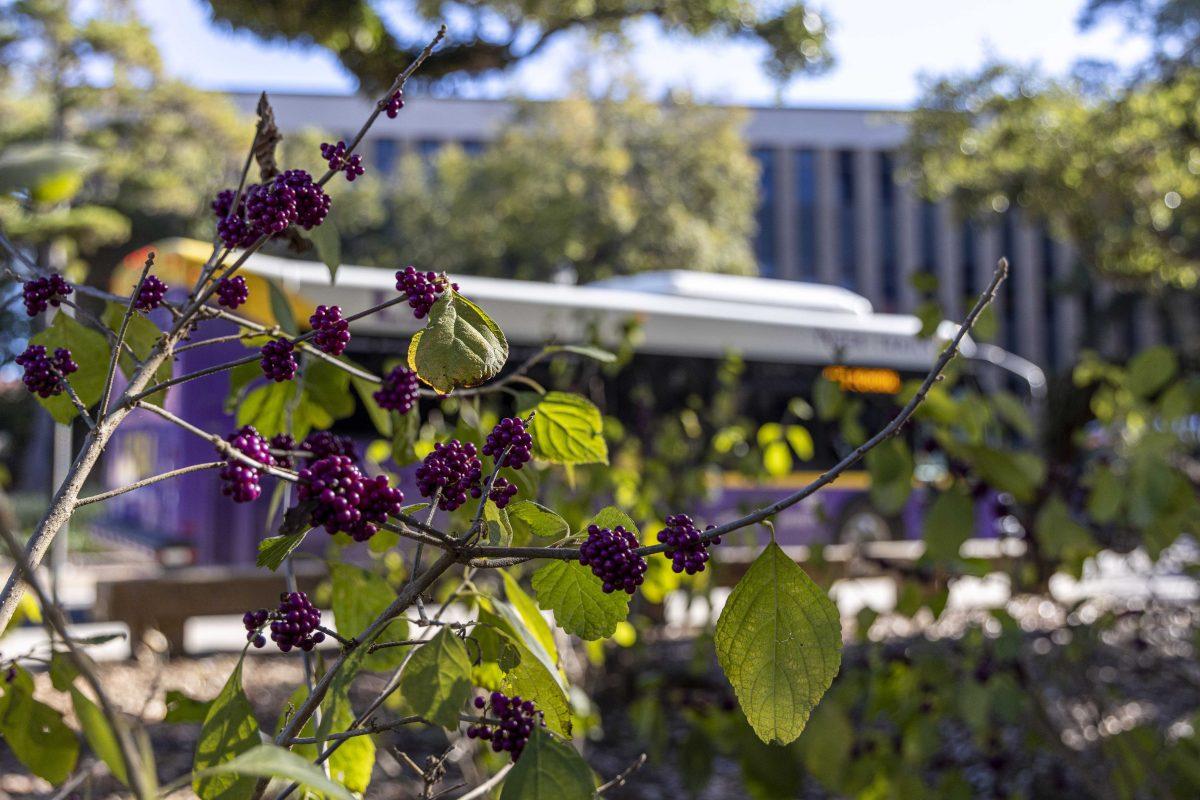 An American beautyberry sits Thursday, Dec. 1, 2022, on Field House Drive.