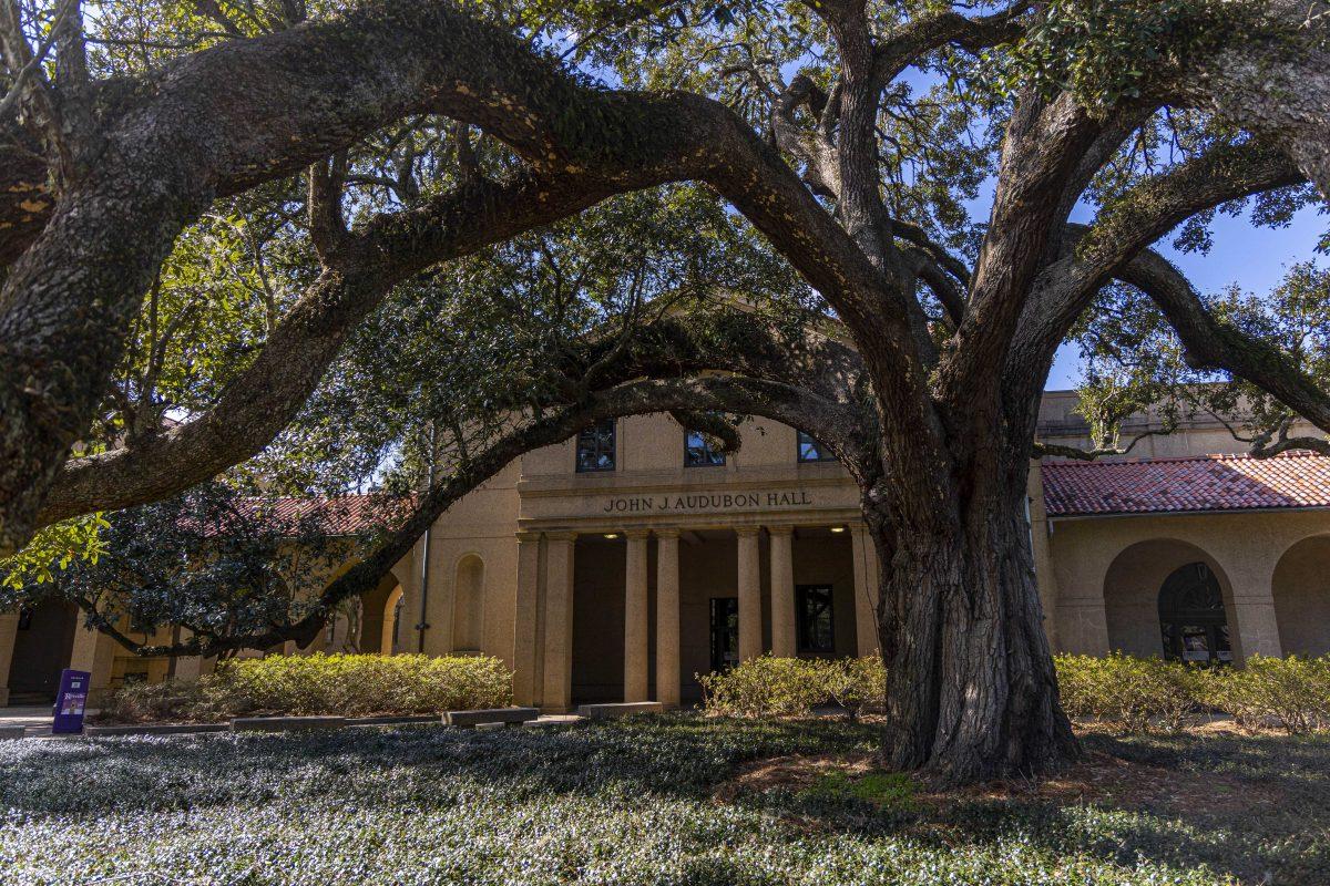 An oak tree provides shade in front of Audubon Hall Saturday, Jan. 28, 2023, in the LSU Quad.