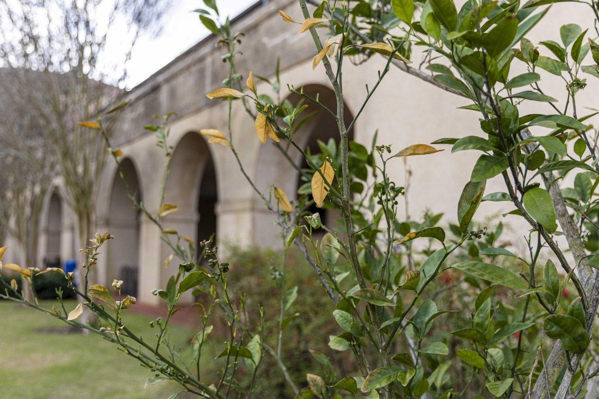 A citrus tree sits fruitless Monday, Jan. 2, 2023, near Coates Hall on LSU's campus.