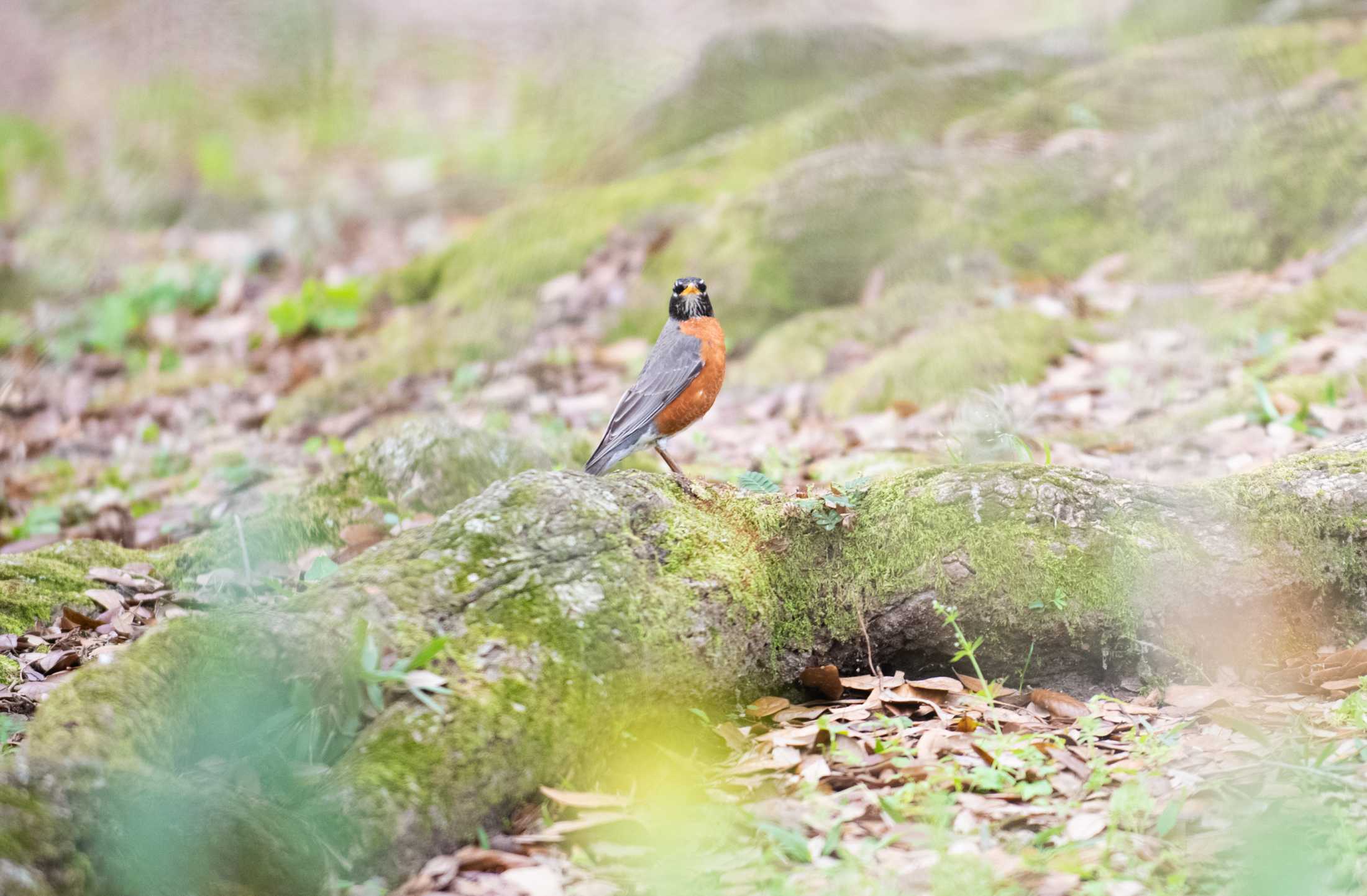 PHOTOS: LSU bird watching