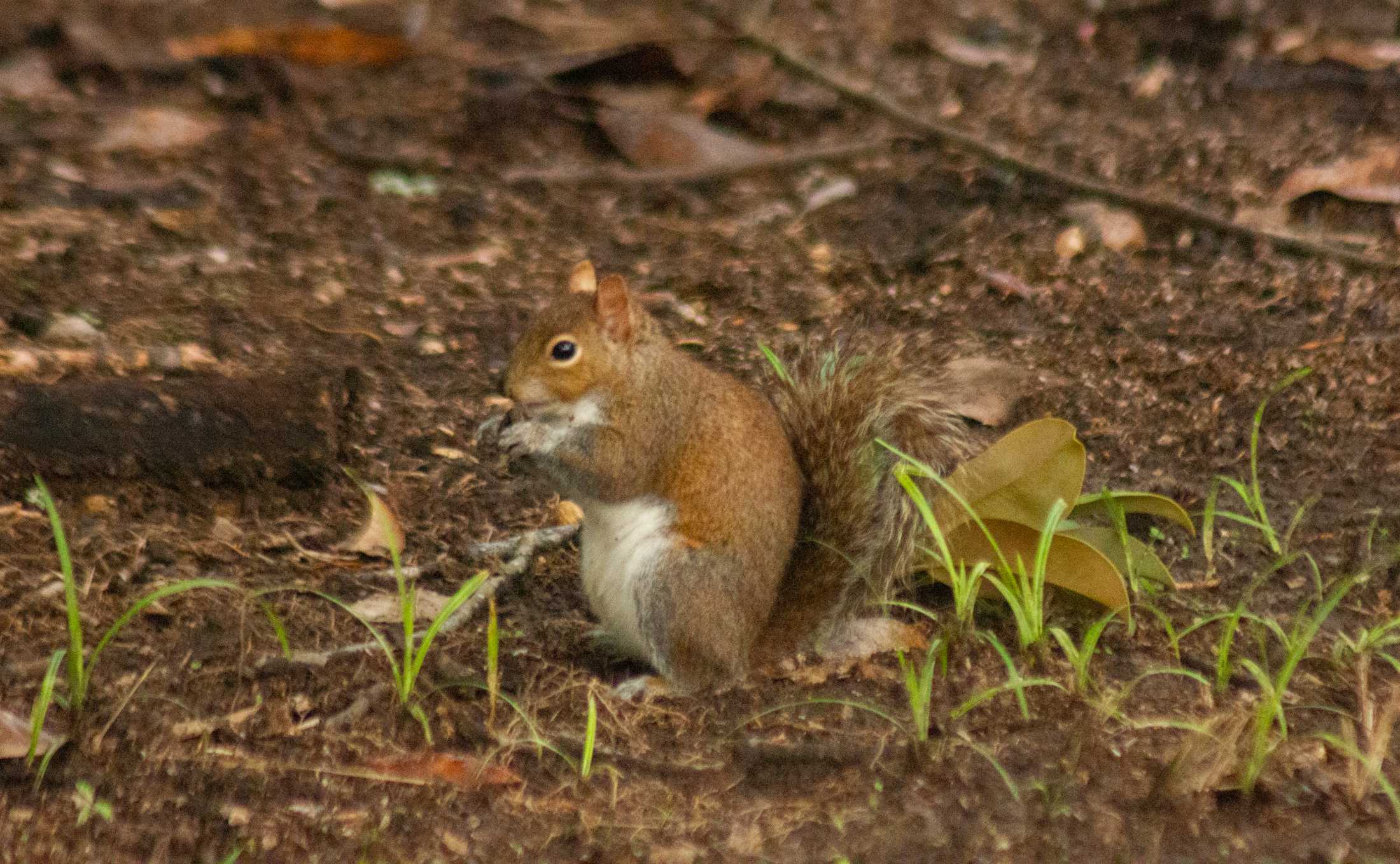 PHOTOS: What are the LSU squirrels eating?