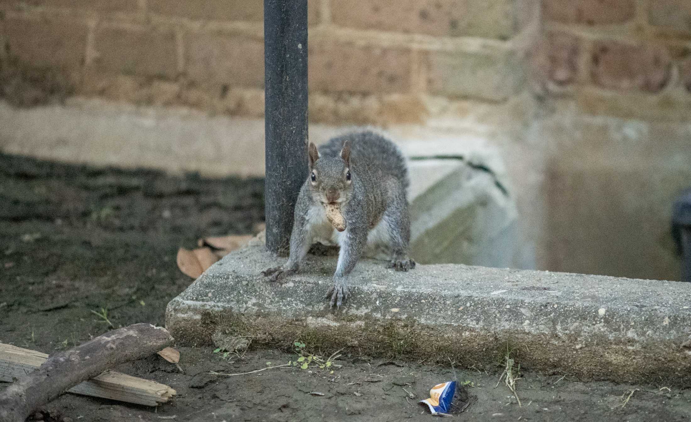 PHOTOS: What are the LSU squirrels eating?