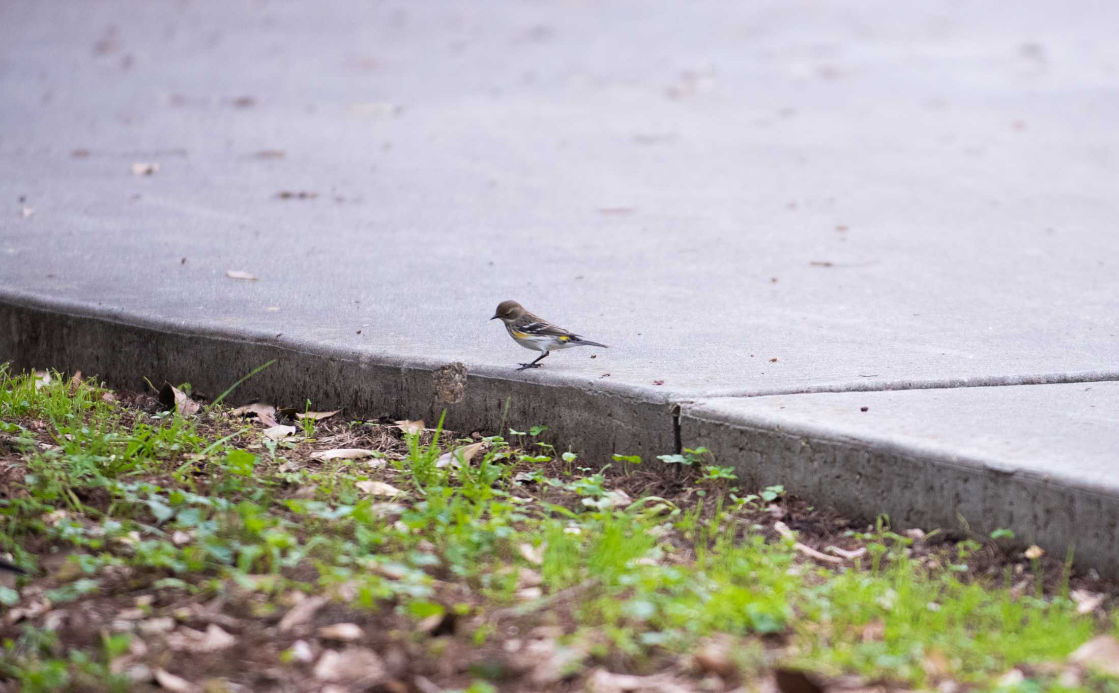 PHOTOS: LSU bird watching