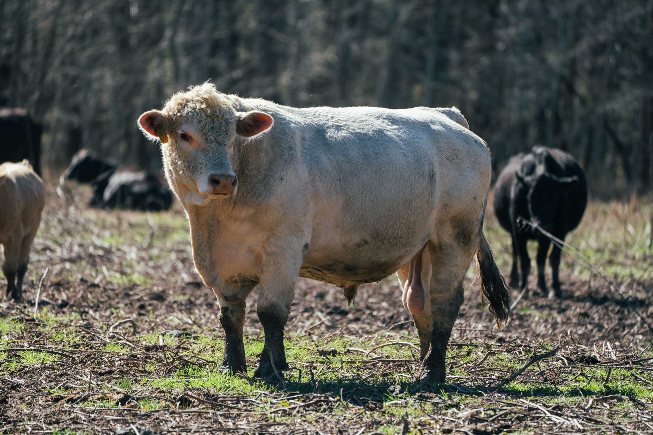 PHOTOS: Our local farms