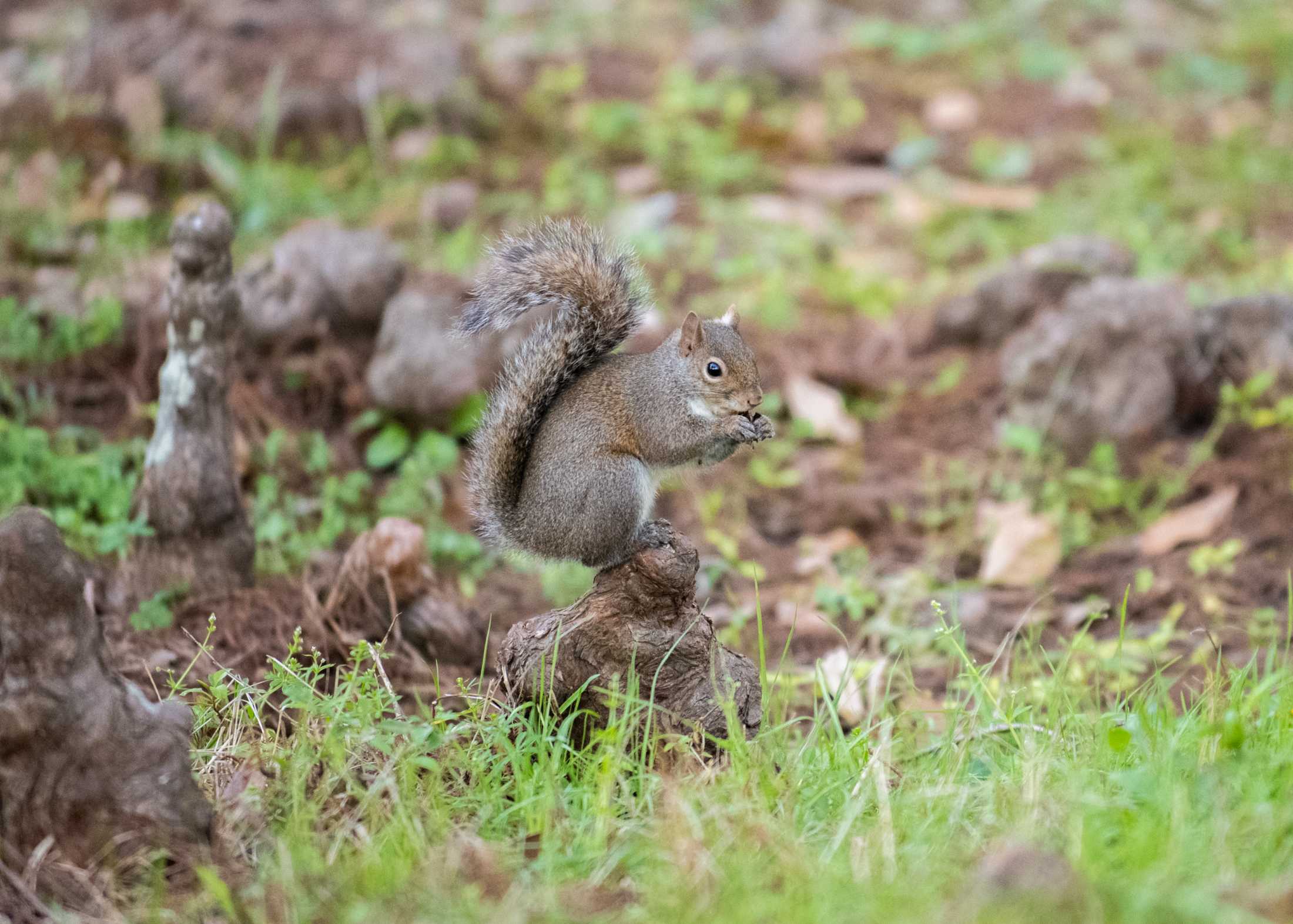 PHOTOS: What are the LSU squirrels eating?