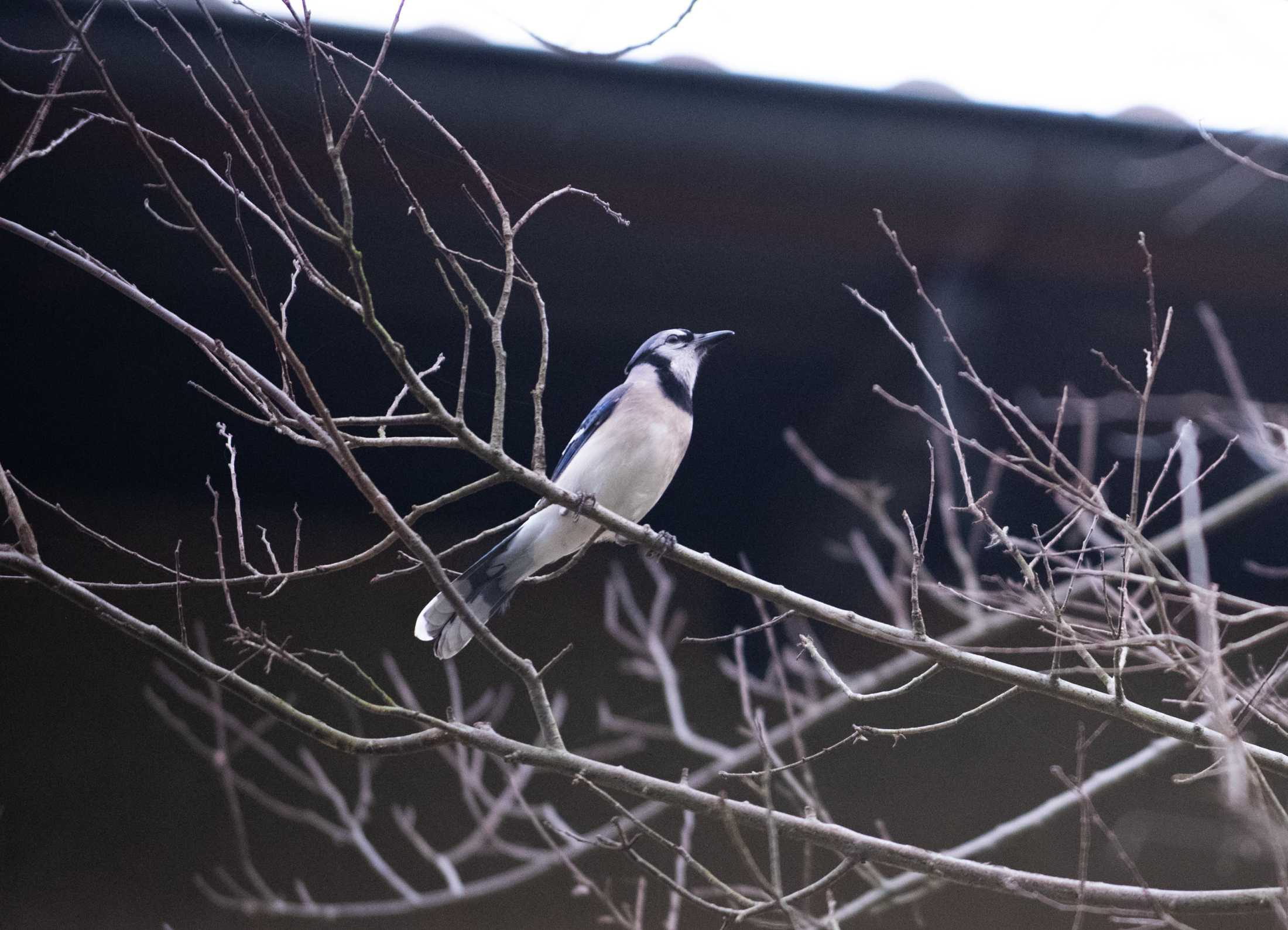 PHOTOS: LSU bird watching