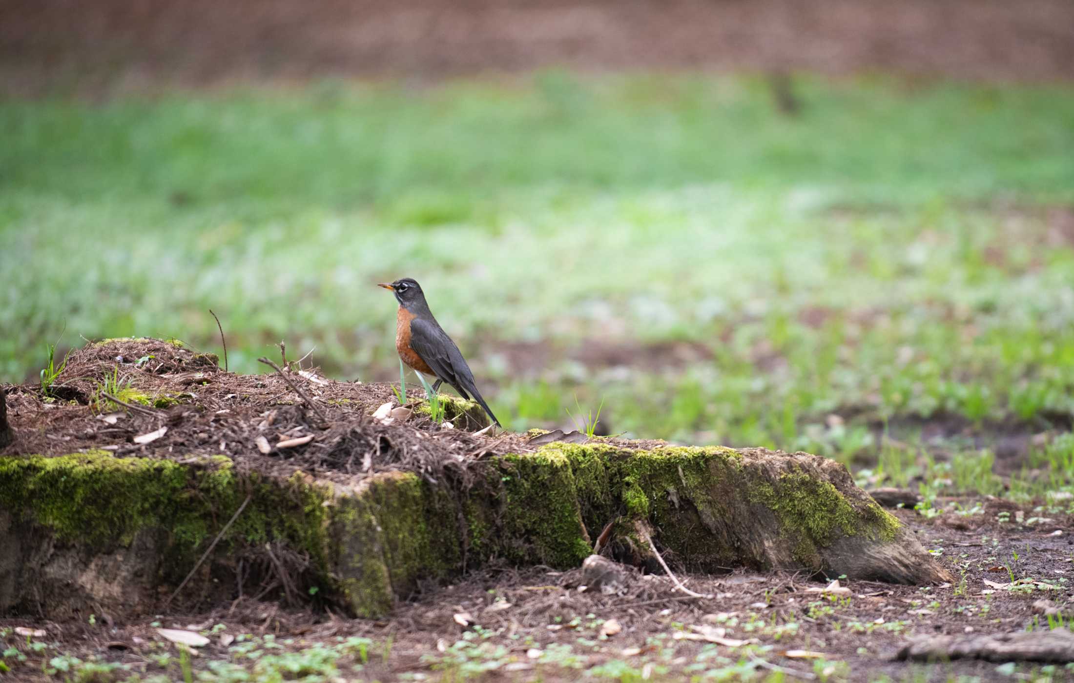 PHOTOS: LSU bird watching