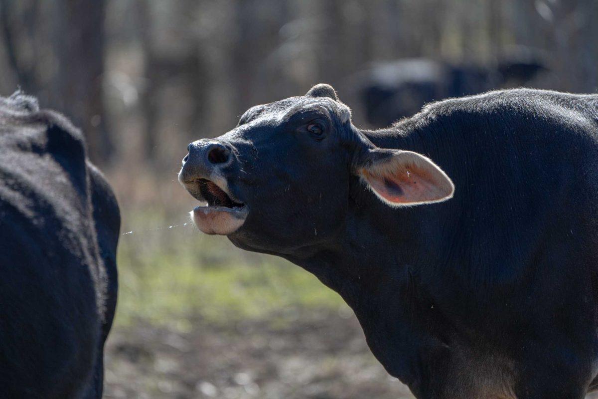 A cow moos on Monday, Feb. 13, 2023, at a cow farm in Ethel, La.