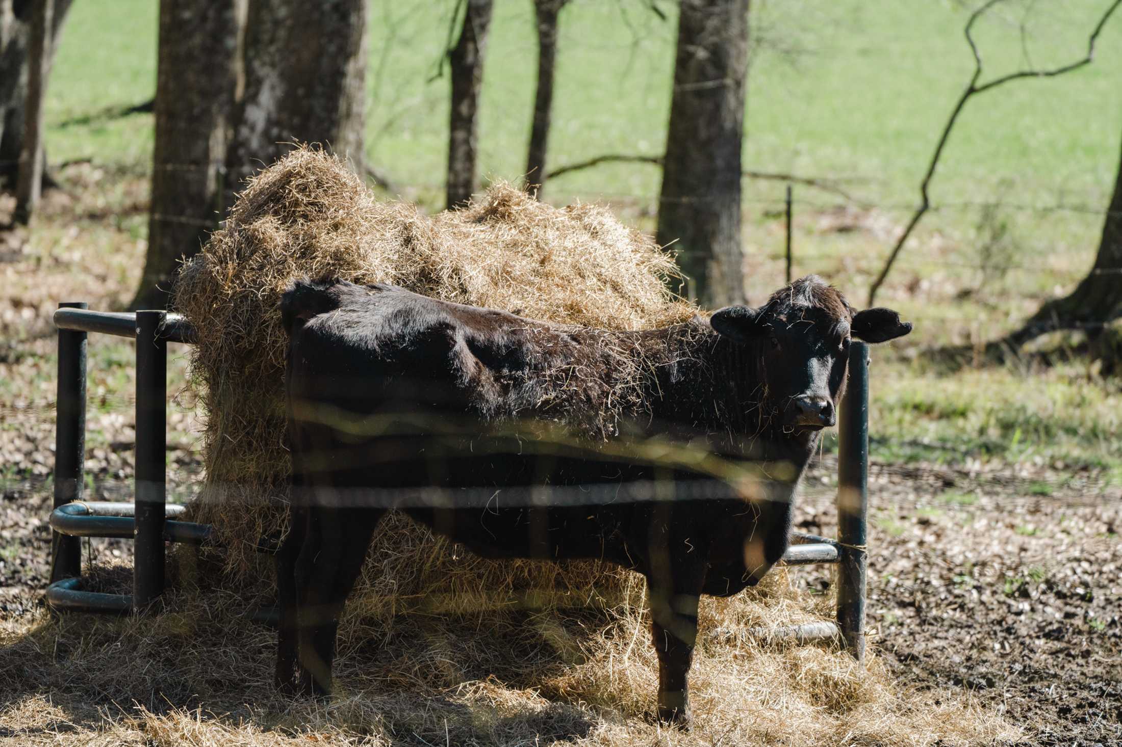 PHOTOS: Our local farms