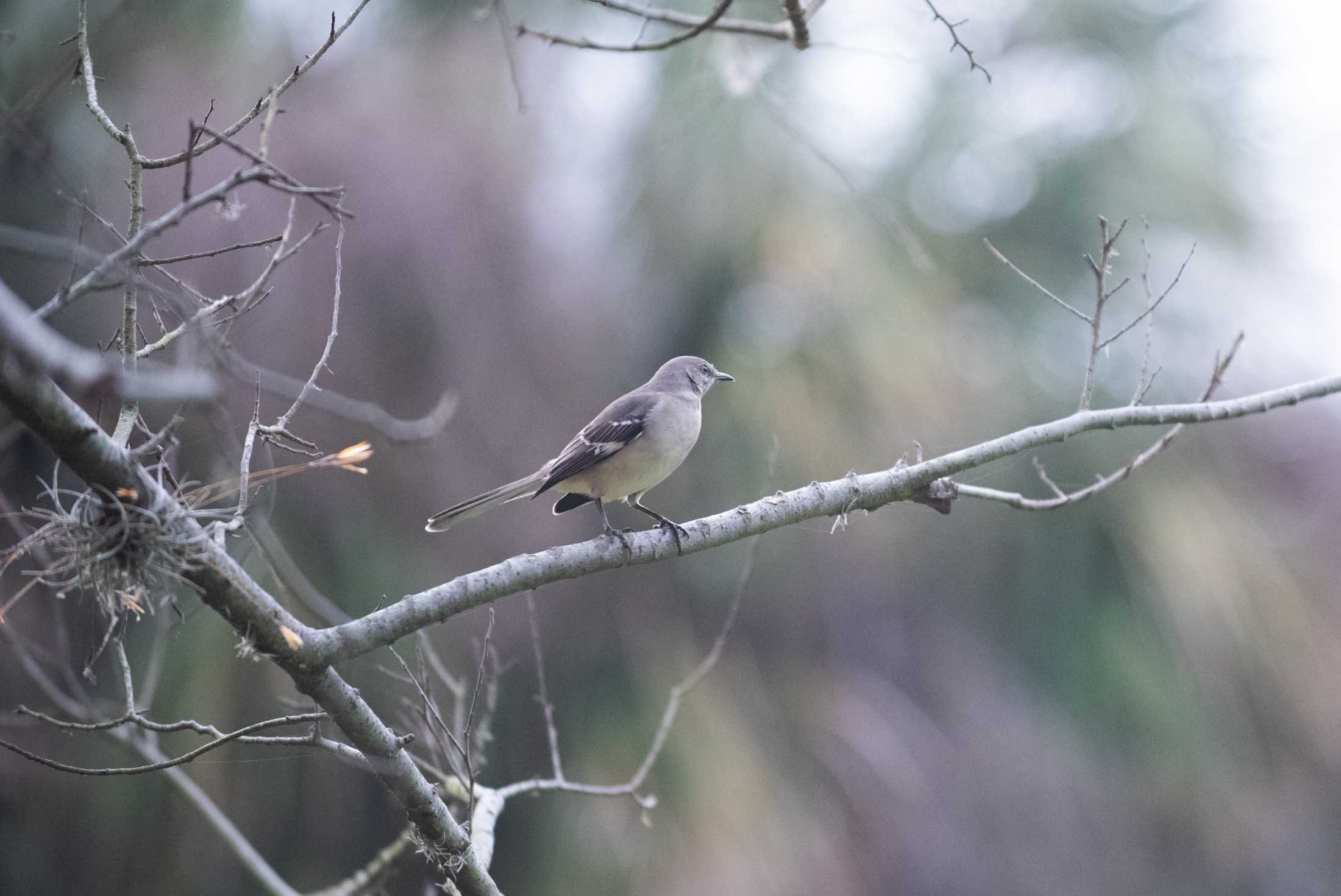 PHOTOS: LSU bird watching