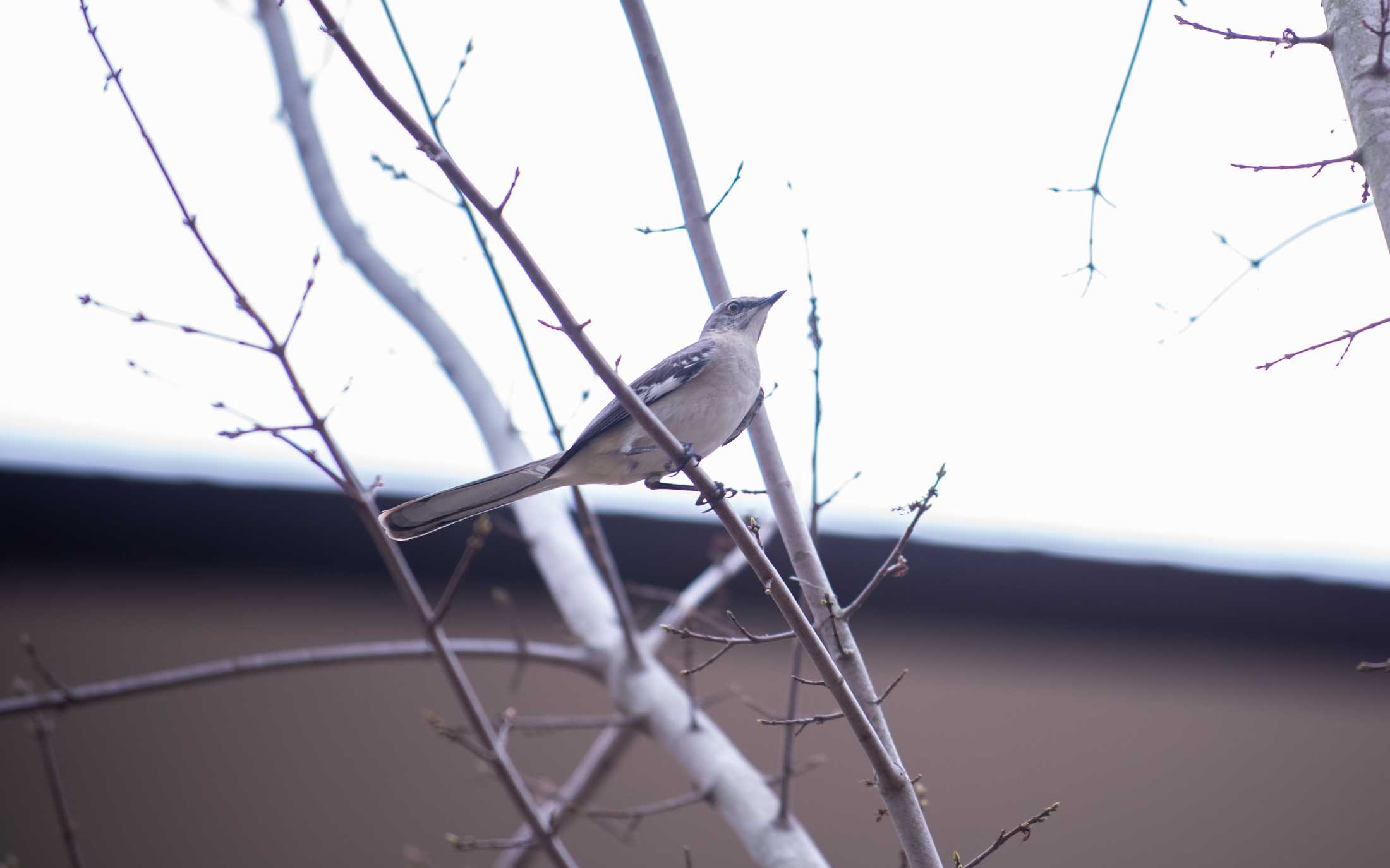 PHOTOS: LSU bird watching