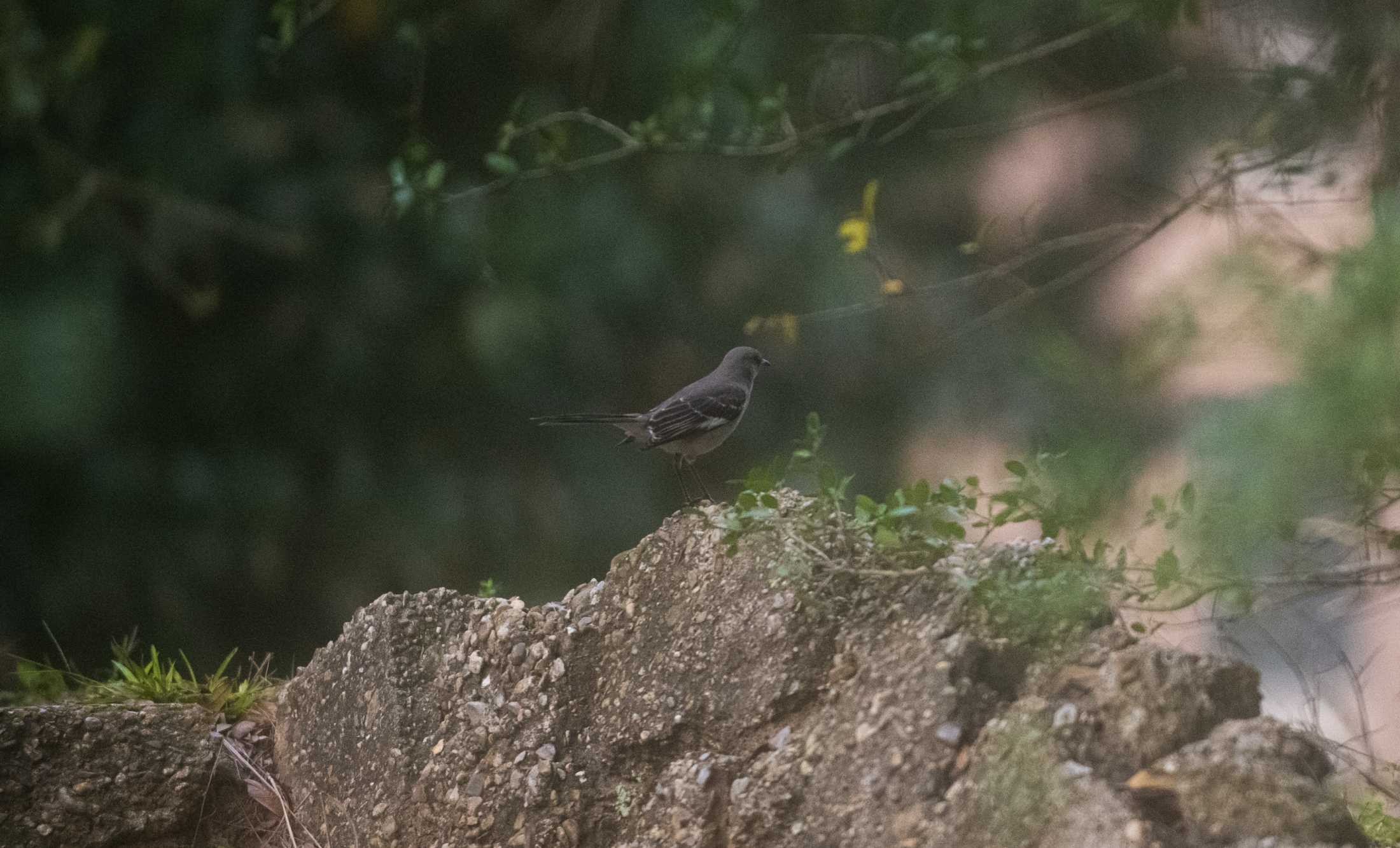 PHOTOS: LSU bird watching