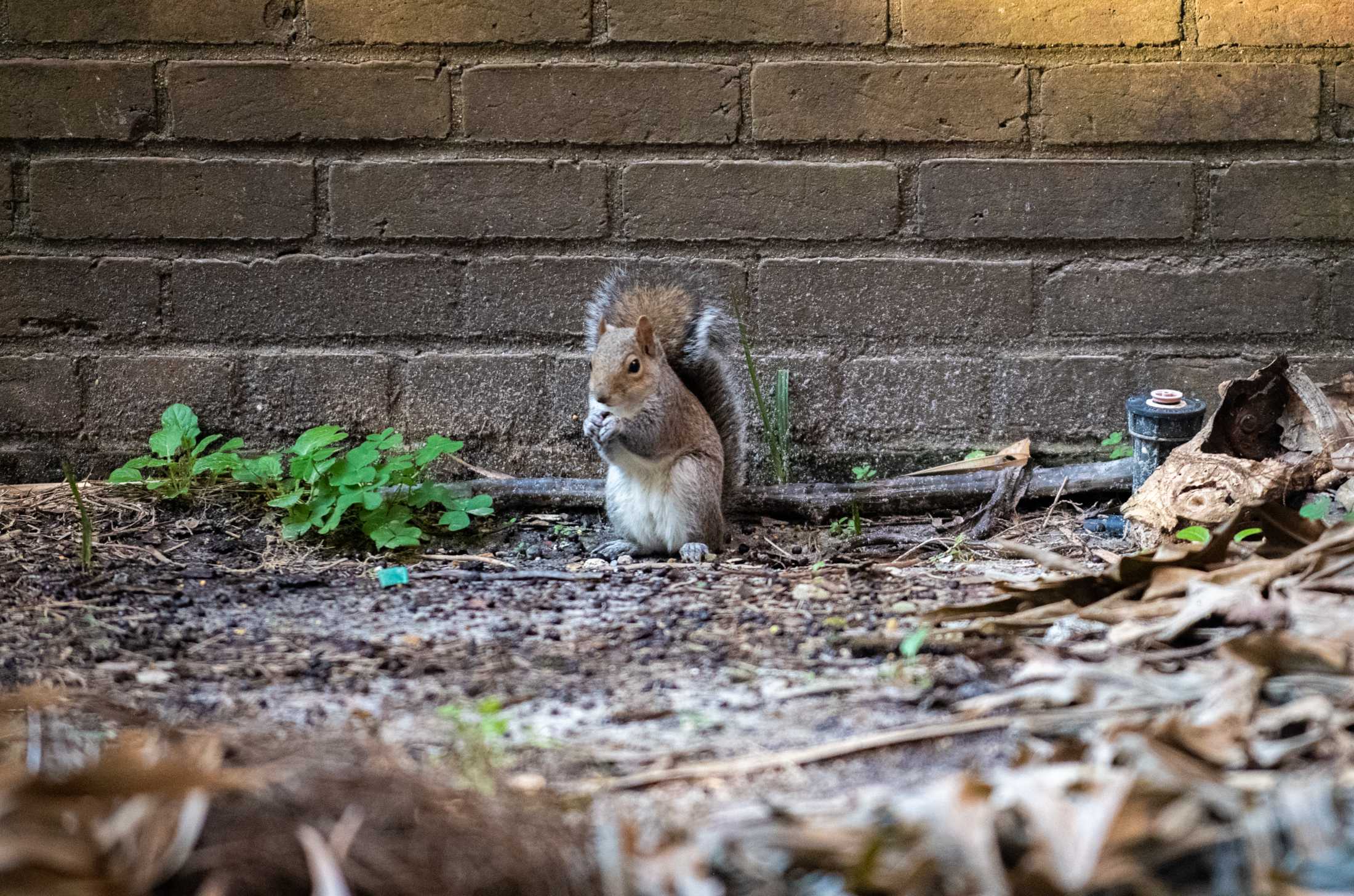 PHOTOS: What are the LSU squirrels eating?