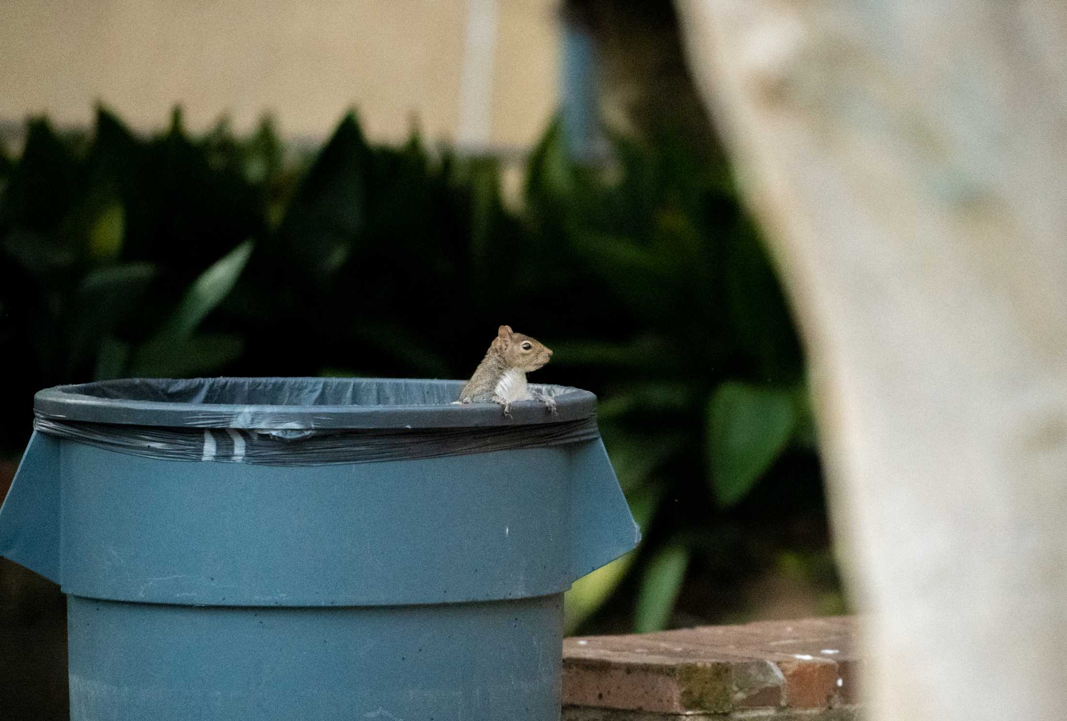 PHOTOS: What are the LSU squirrels eating?