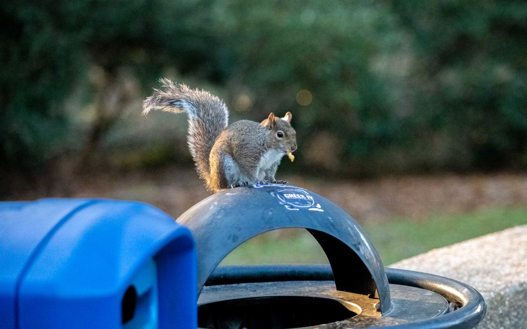 PHOTOS: What are the LSU squirrels eating?