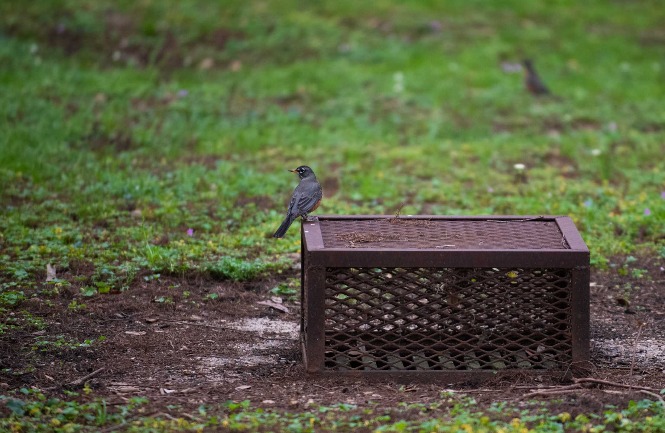 PHOTOS: LSU bird watching