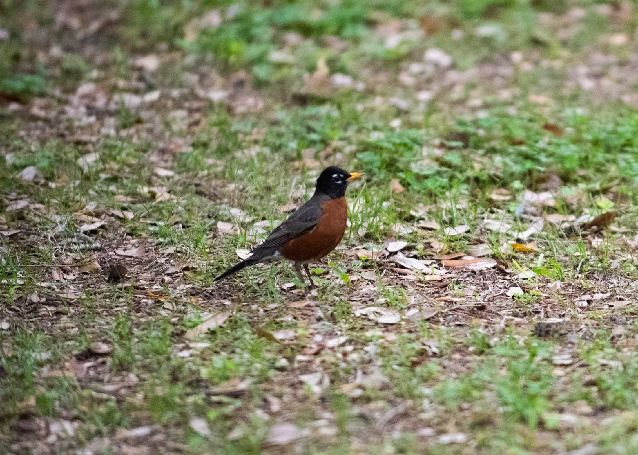 PHOTOS: LSU bird watching