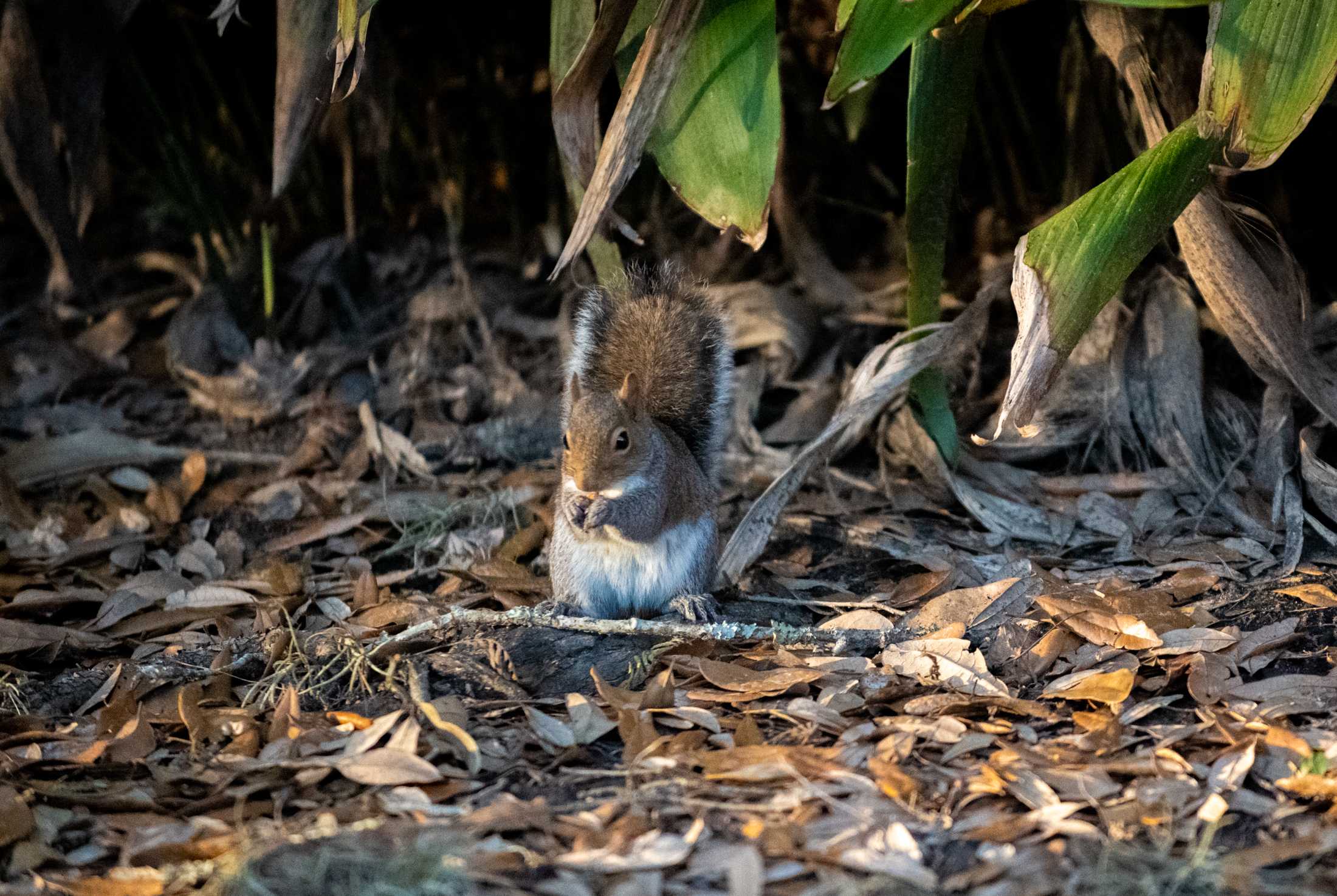 PHOTOS: What are the LSU squirrels eating?