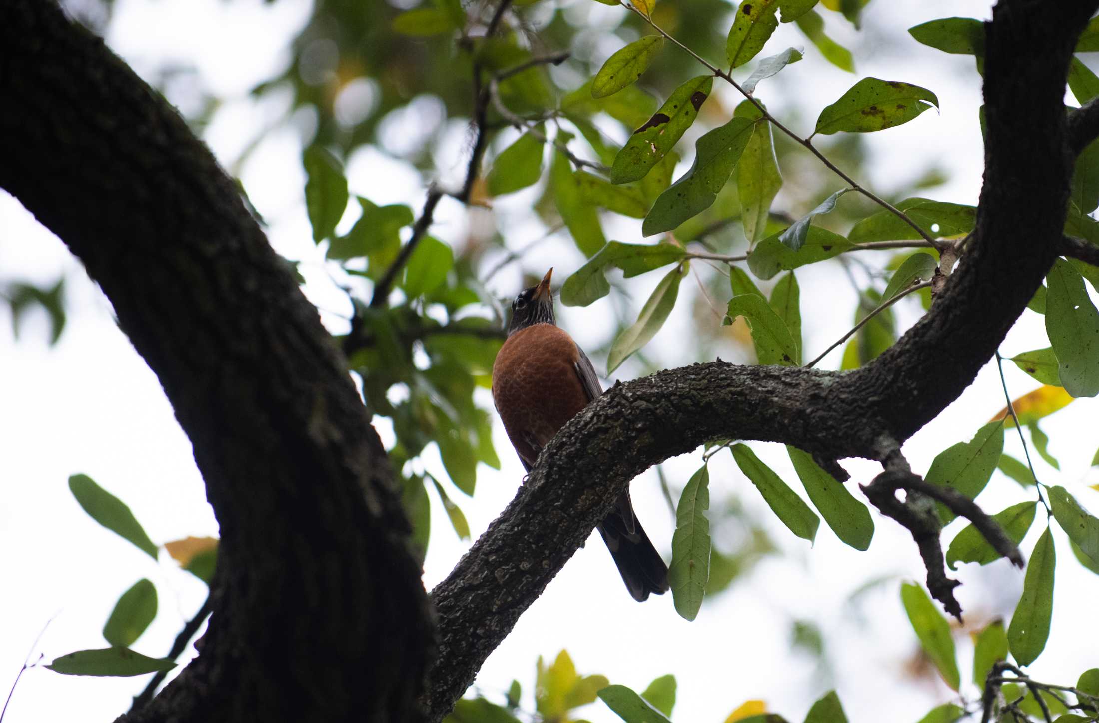 PHOTOS: LSU bird watching