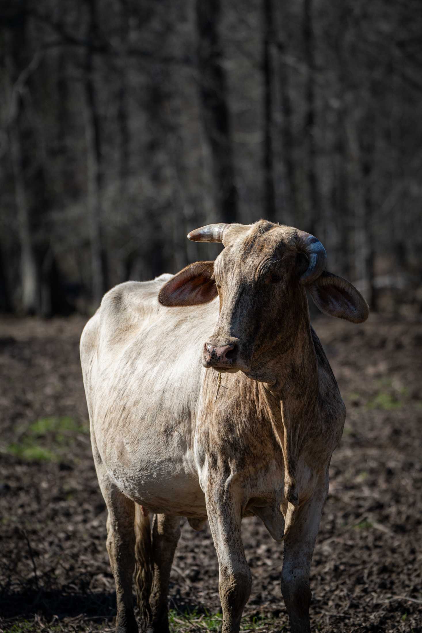 PHOTOS: Our local farms