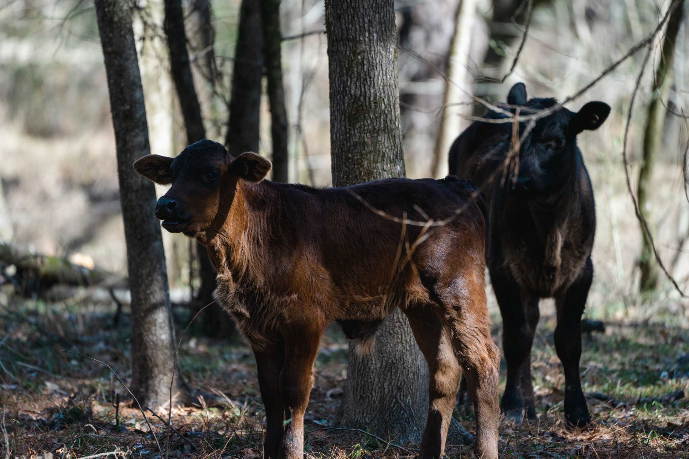 PHOTOS: Our local farms