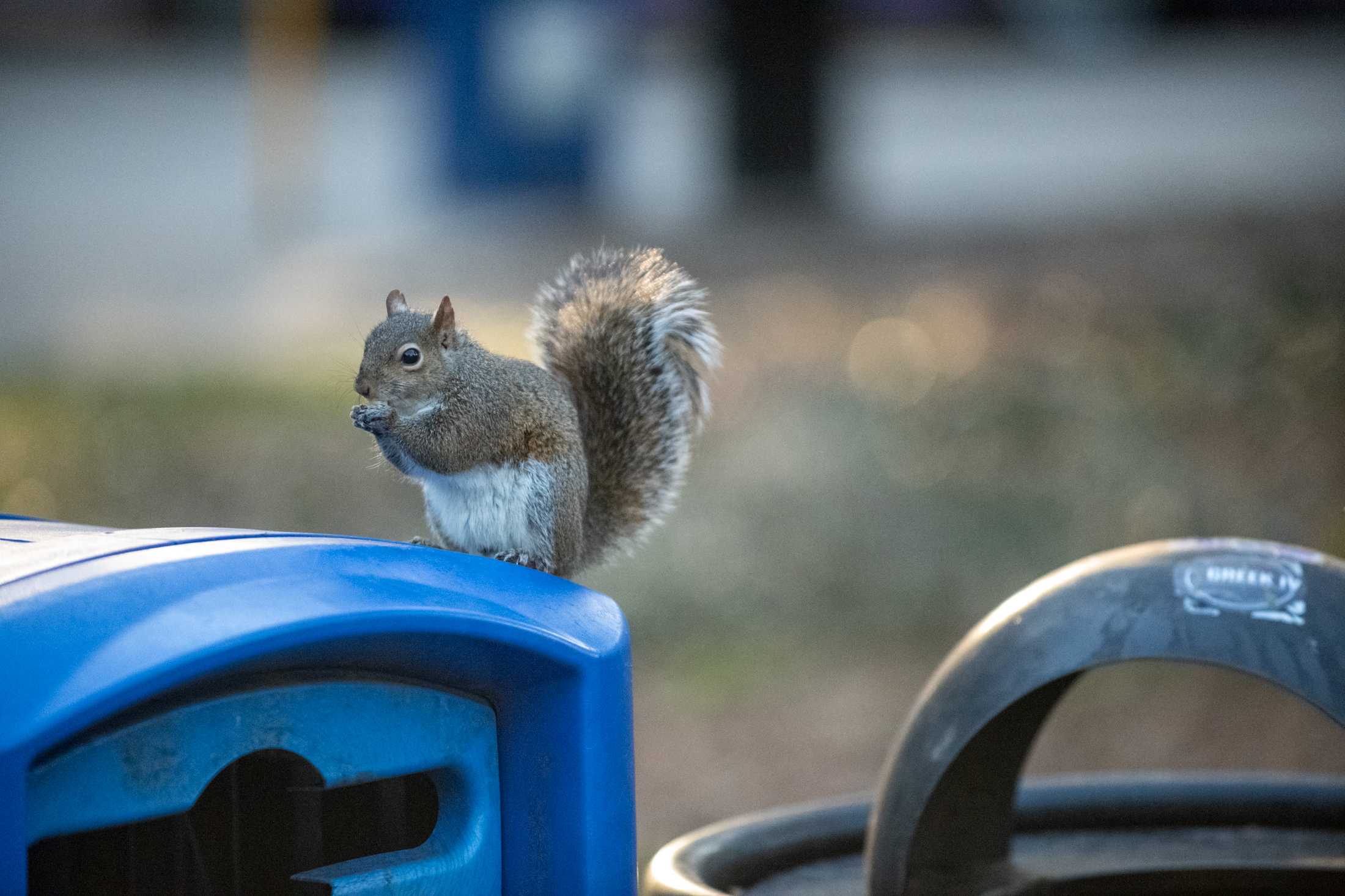 PHOTOS: What are the LSU squirrels eating?